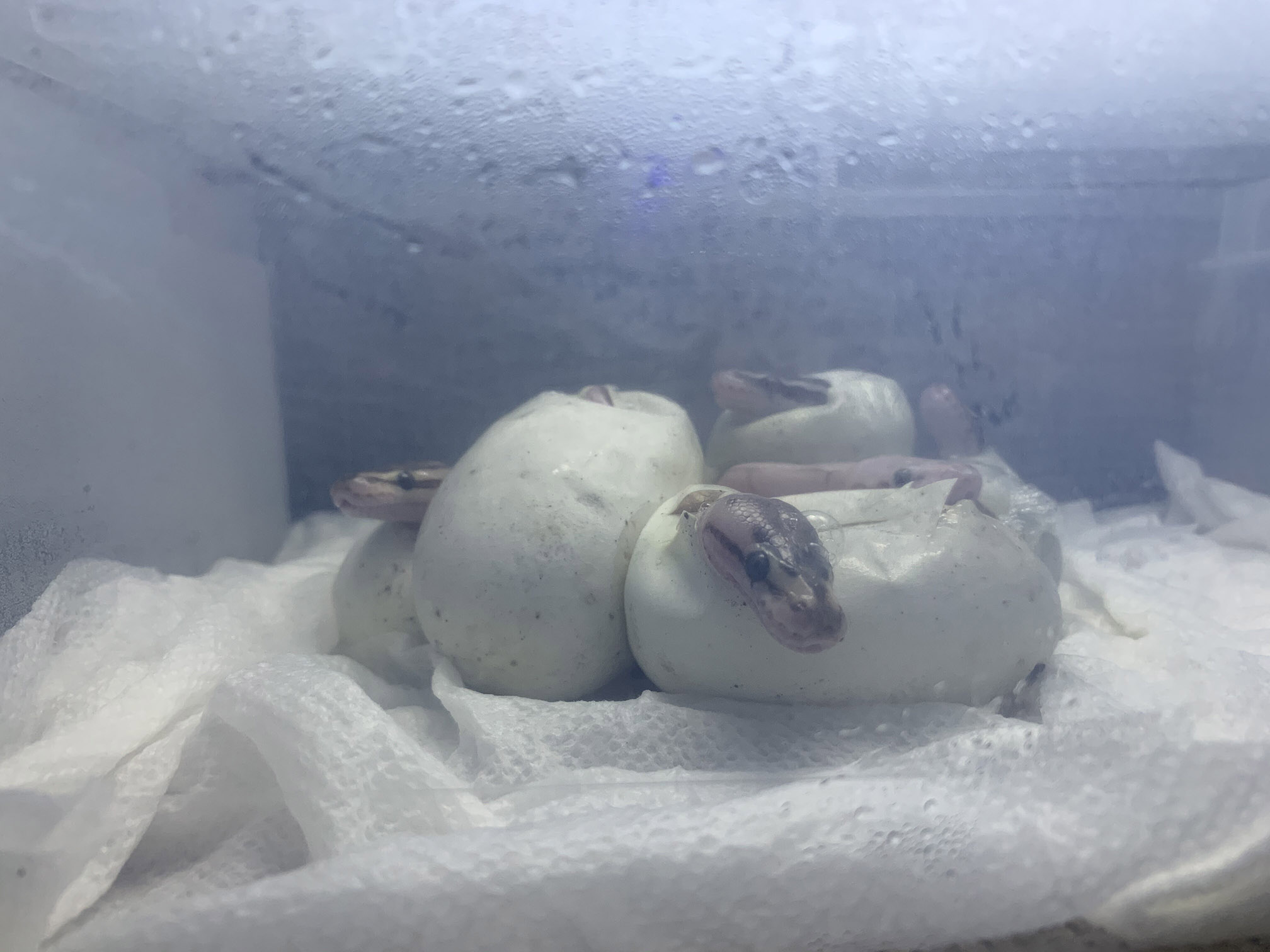 Baby ball python hatchlings