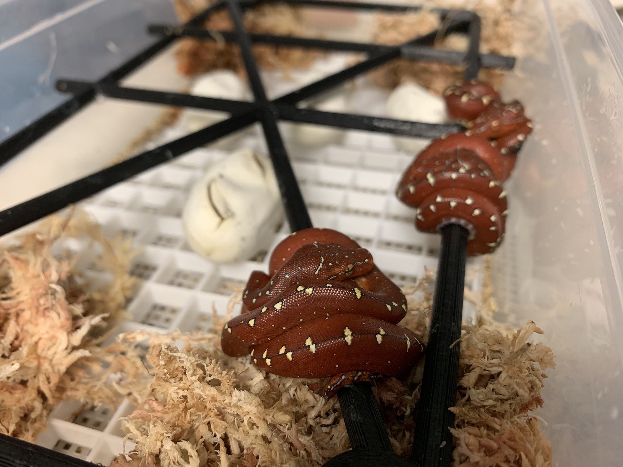 Baby green tree python