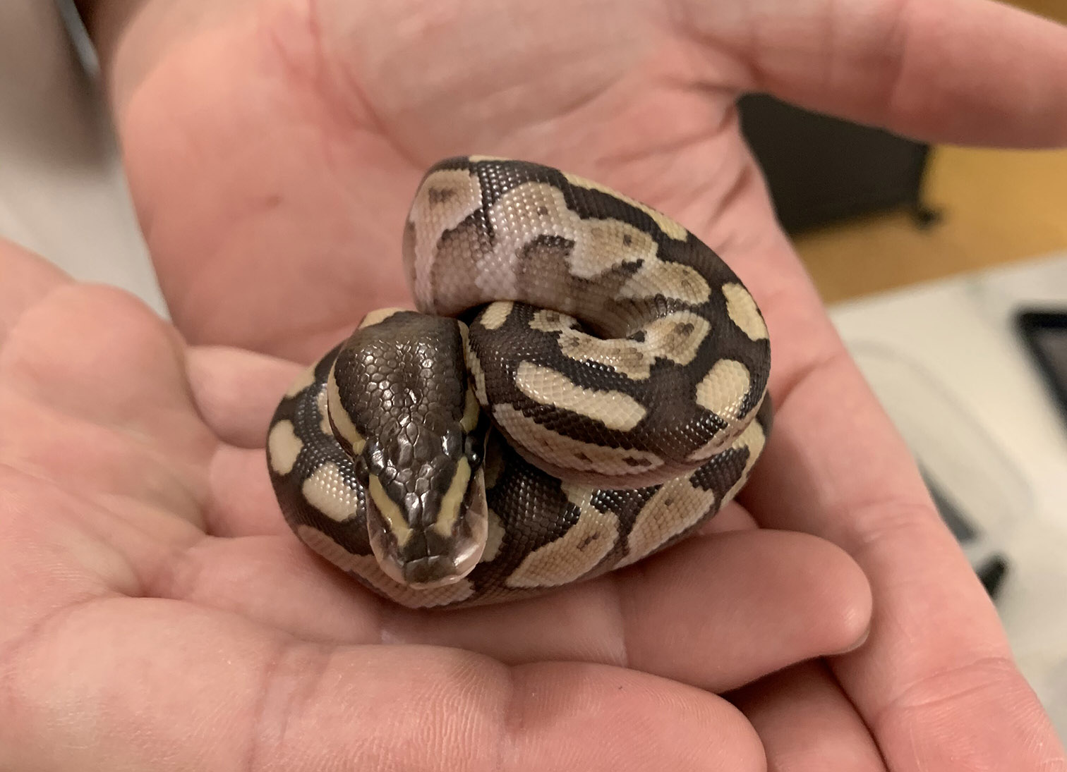 Baby Peanut