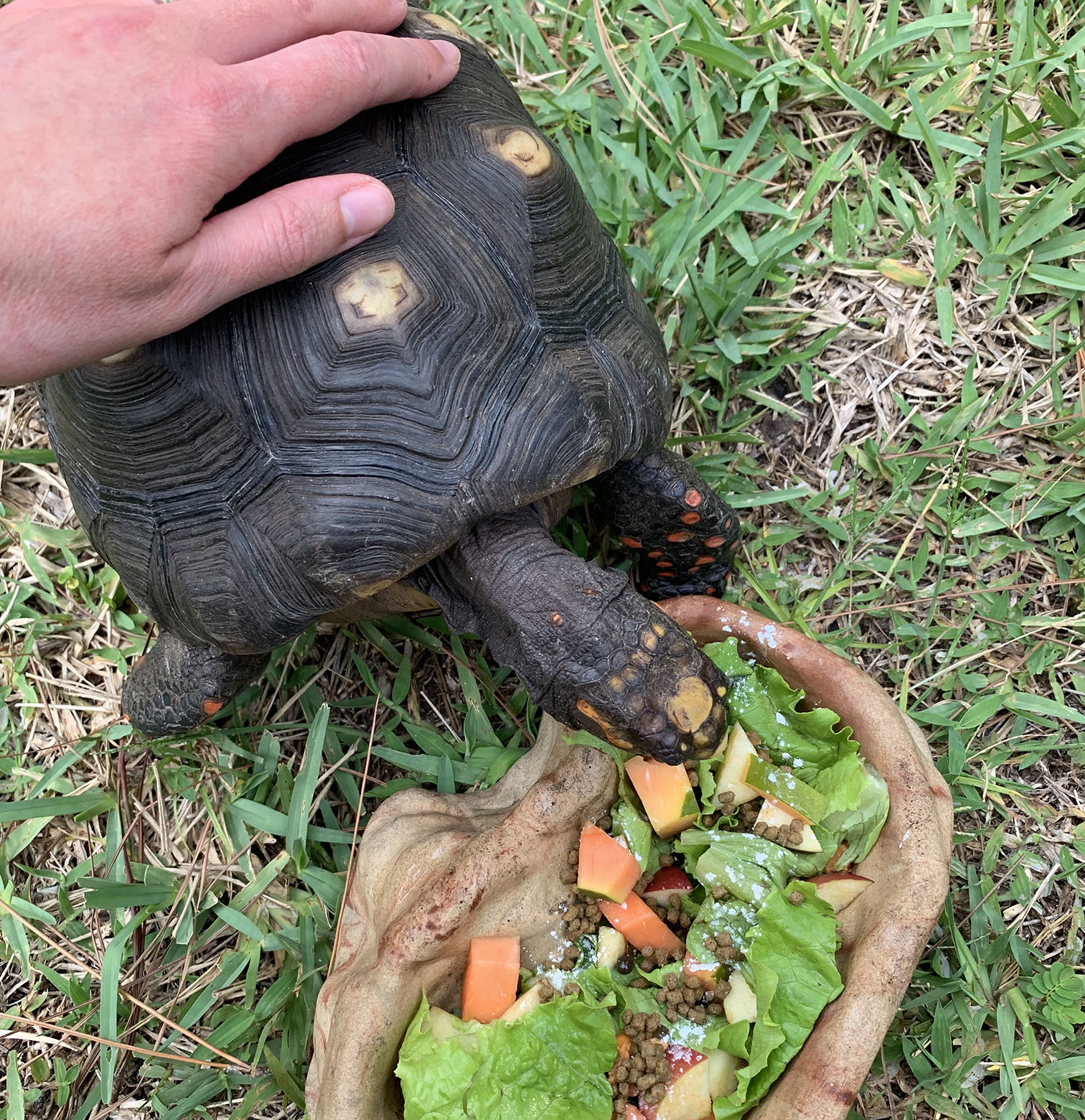 Charr munching on some salad