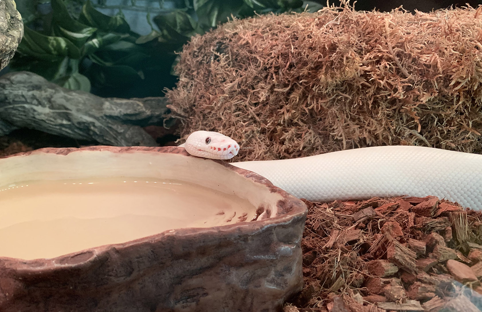 Donut in repose