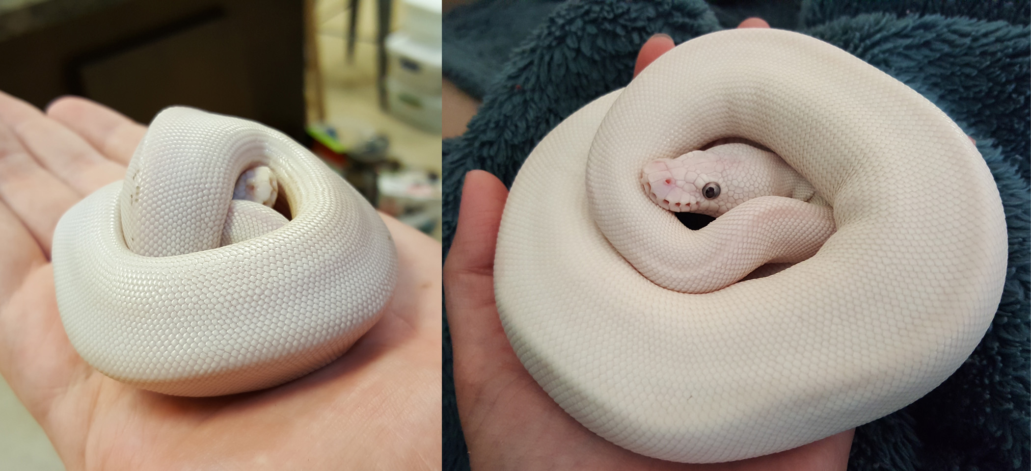 Donut as a baby and adult
