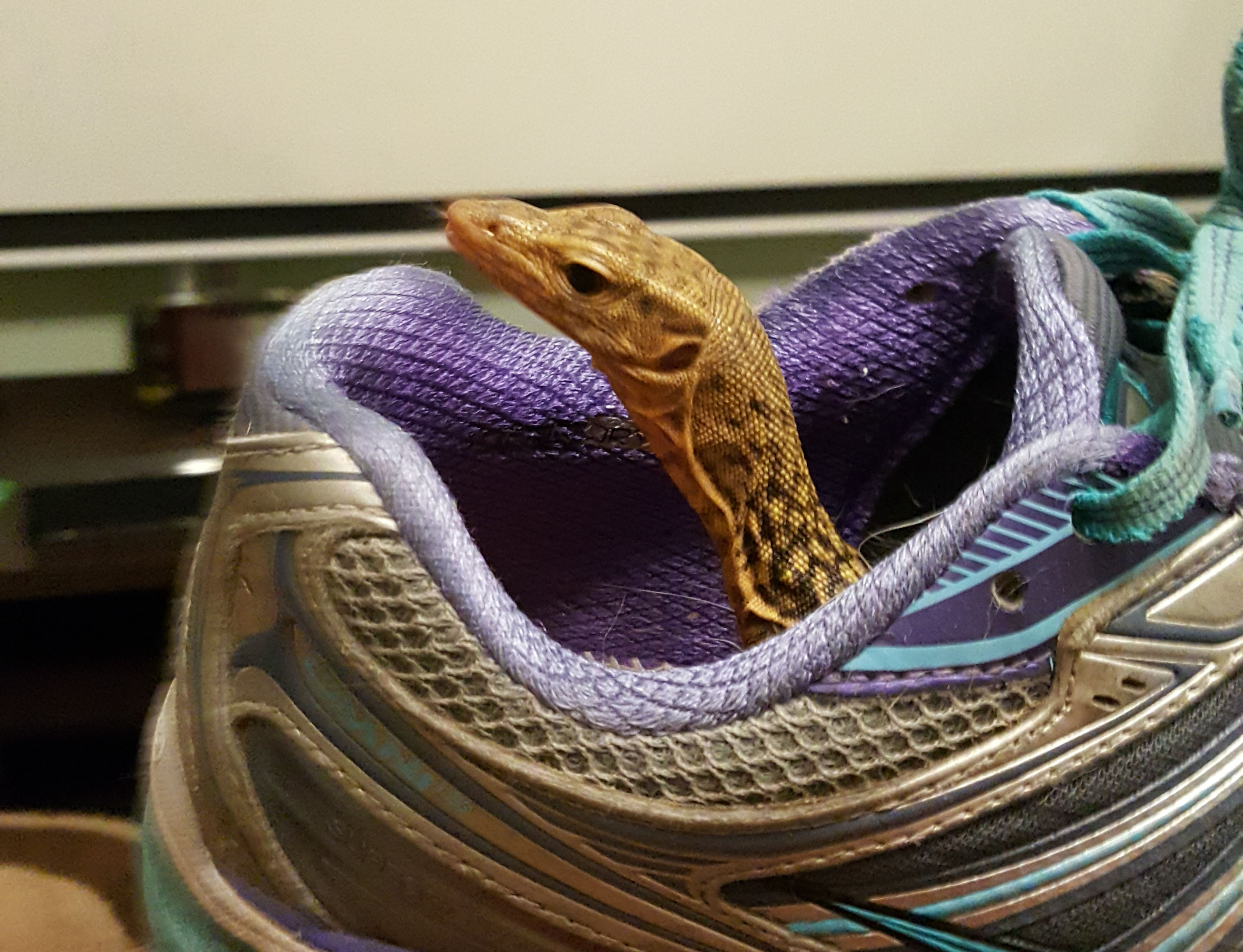 Baby Falafel in a shoe