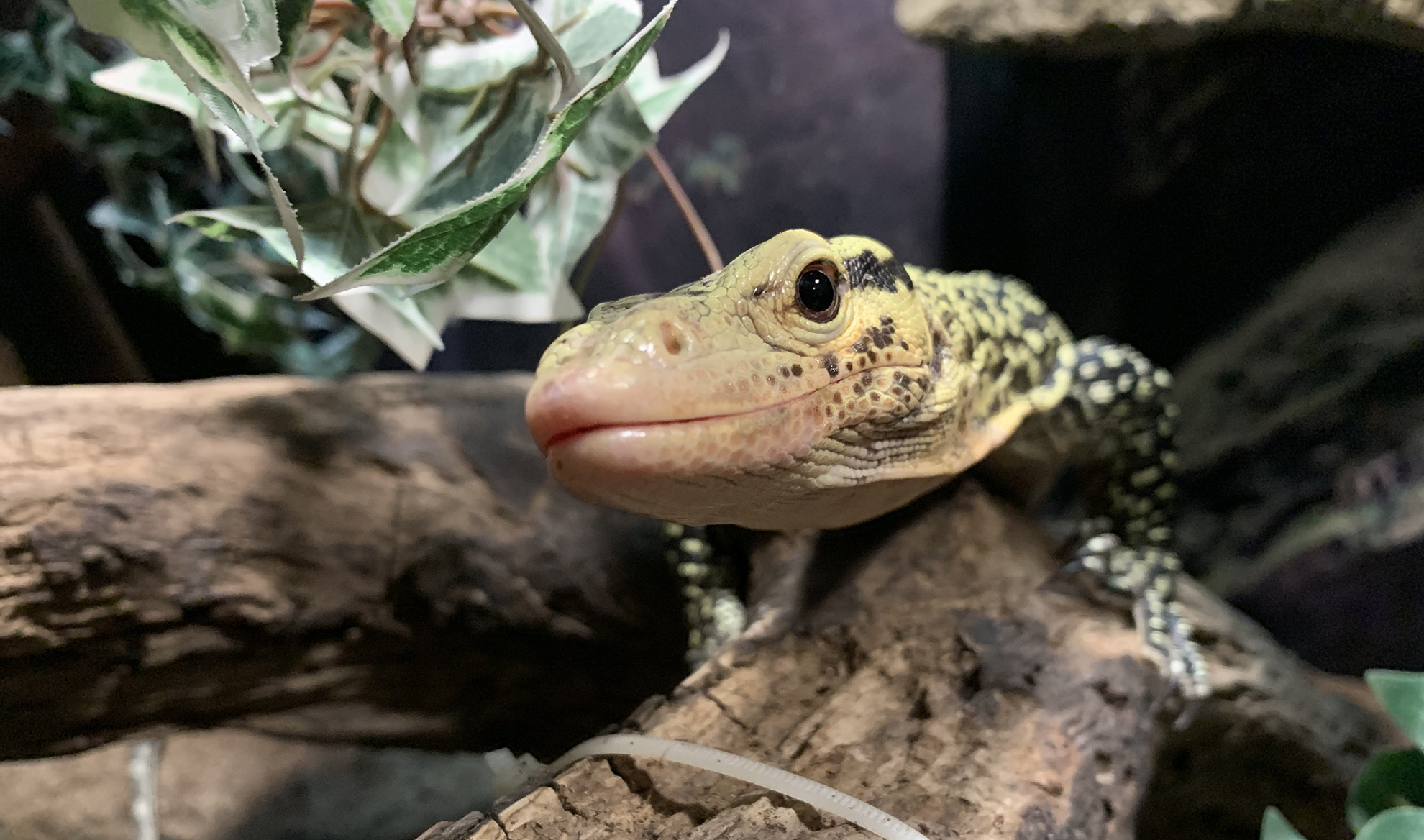 Falafel says hi
