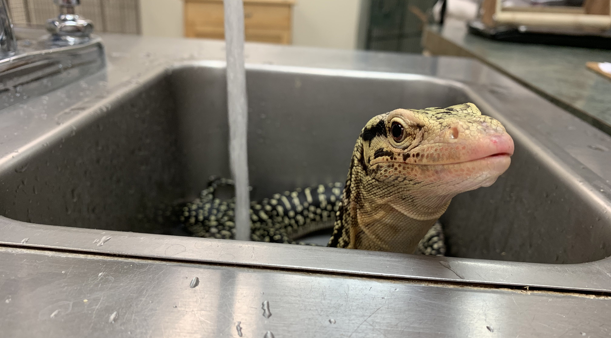 Sink lizard