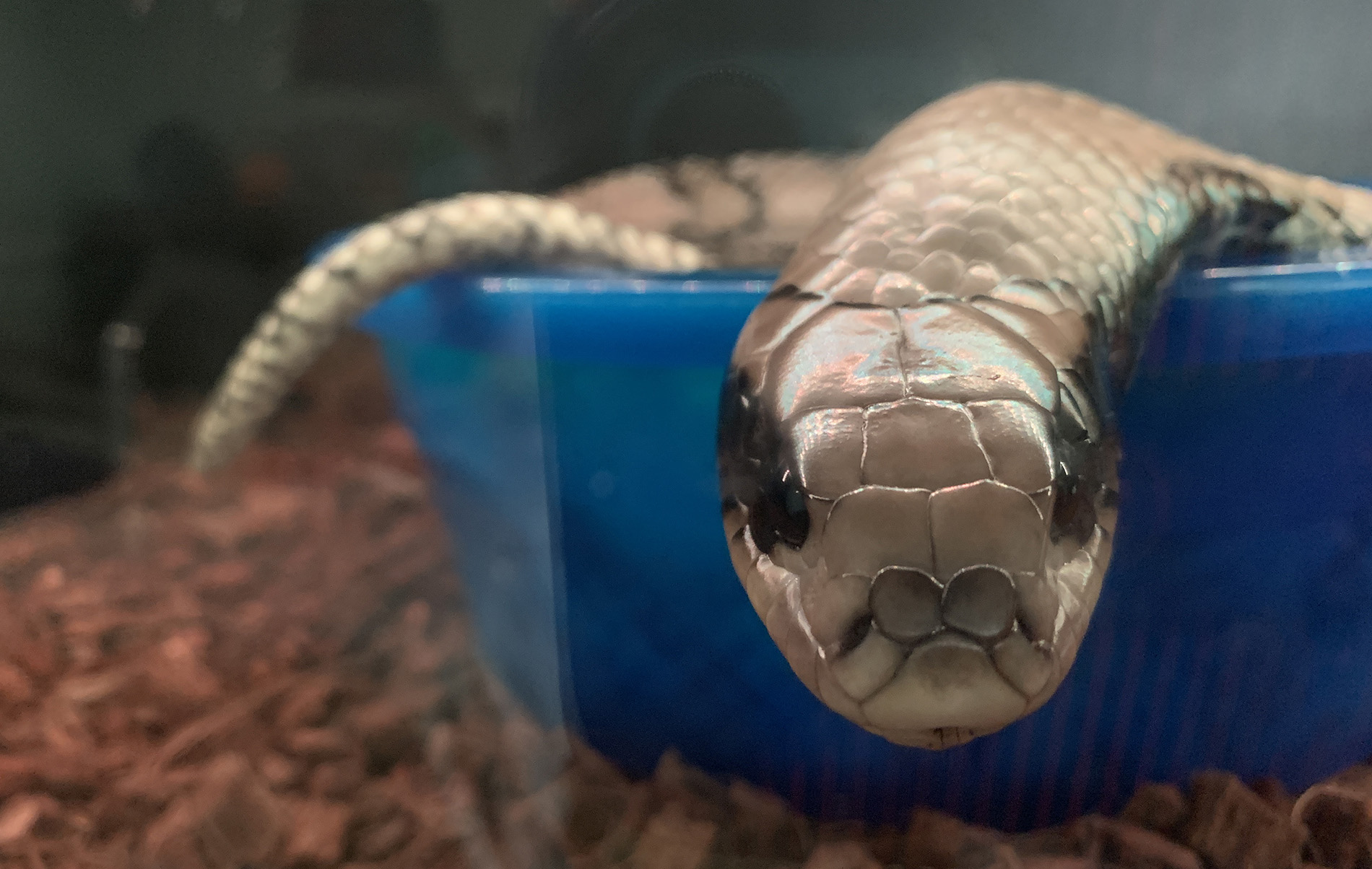 Griffin doing a bowl soak