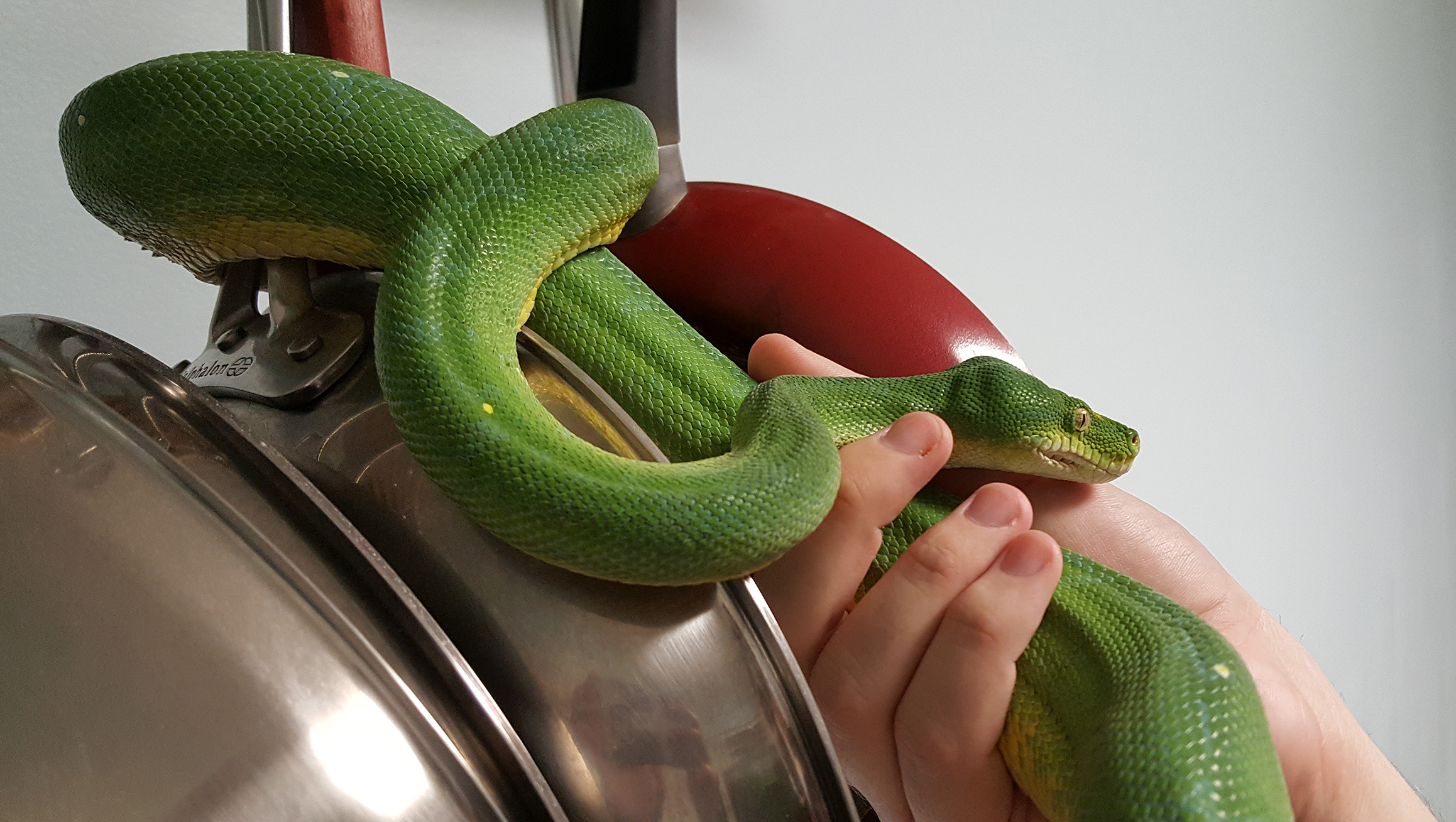 Jessie hanging out on the kitchenware