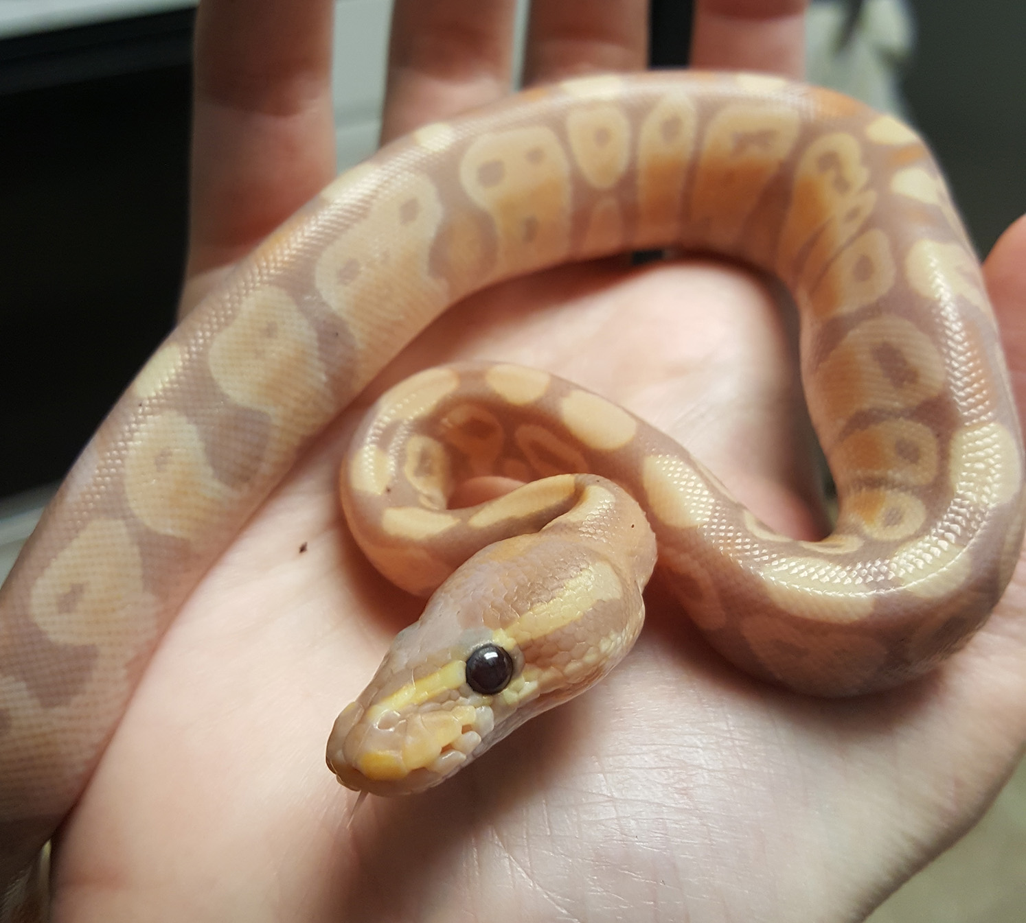 Baby Rudy