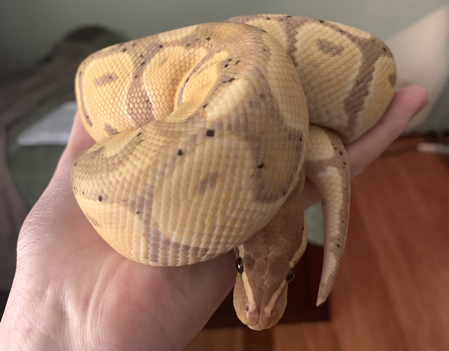 Rudy, the big boy