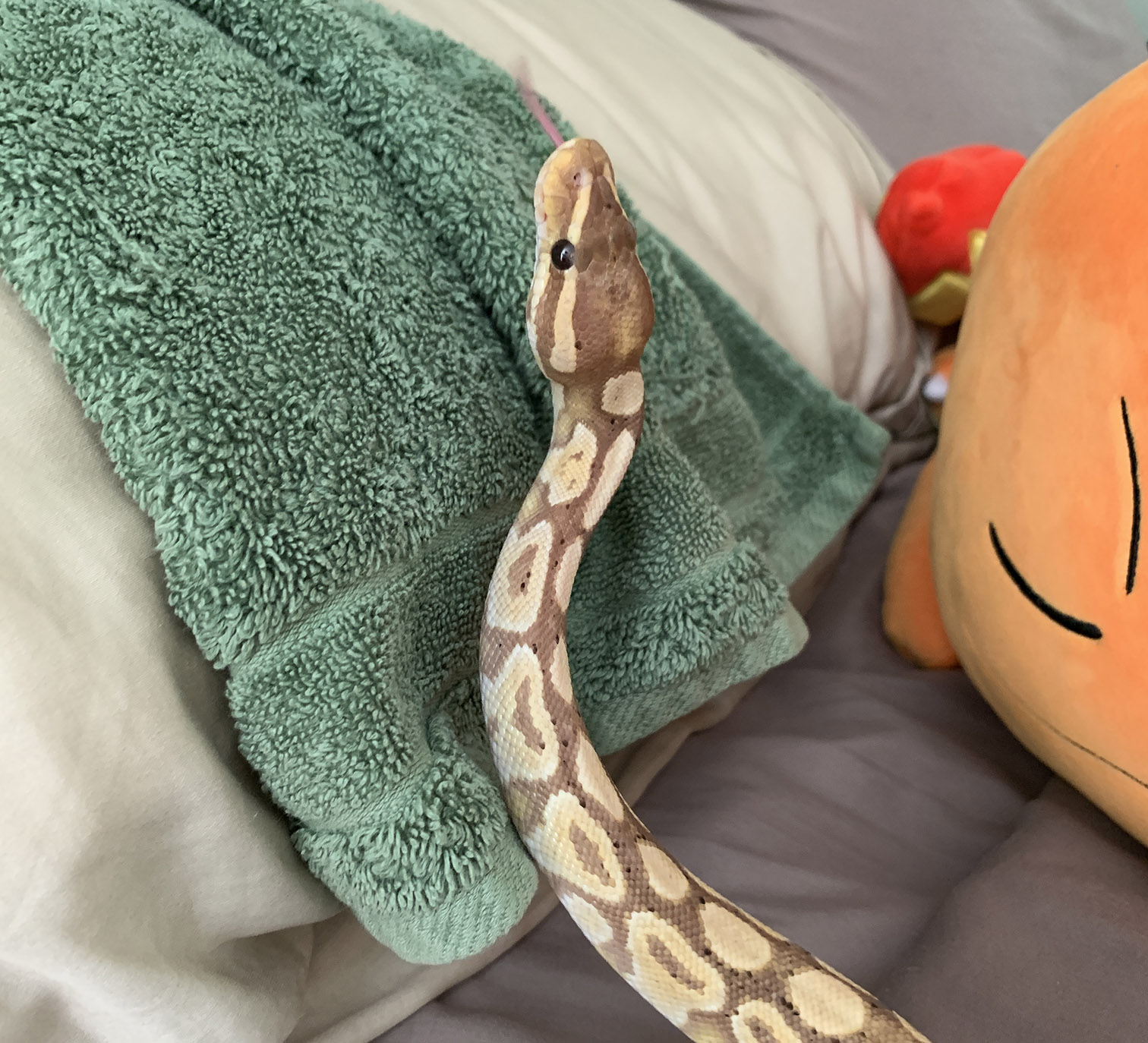 Rudy exploring