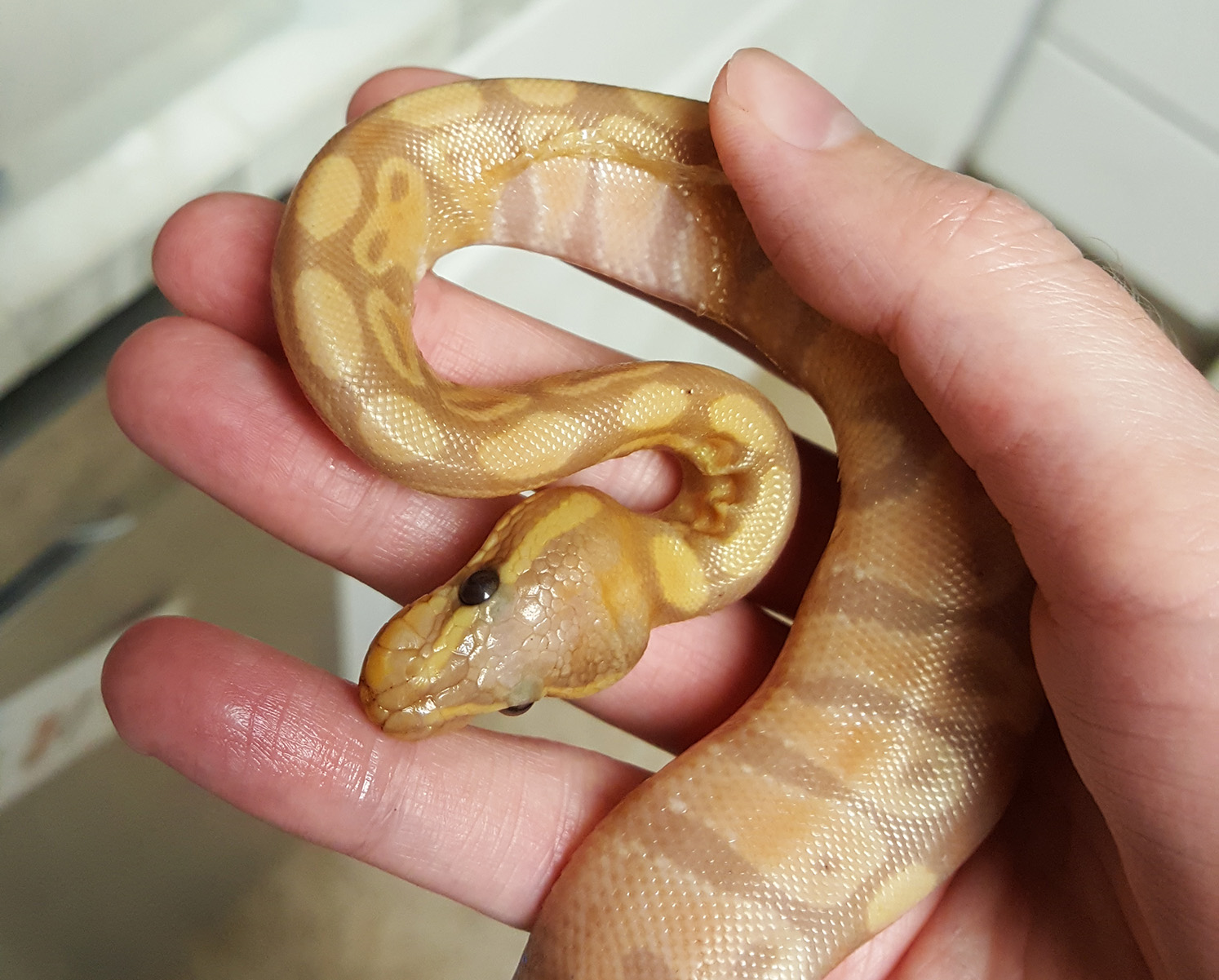 The layers of stuck shed Rudy came in with
