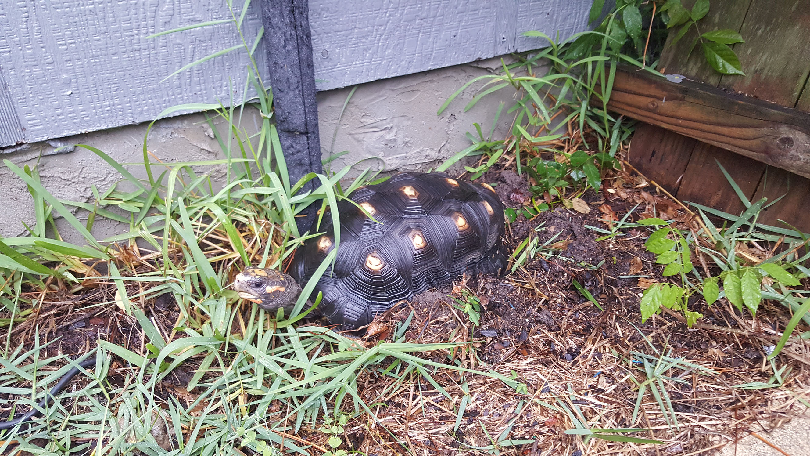 Handsome tortoise