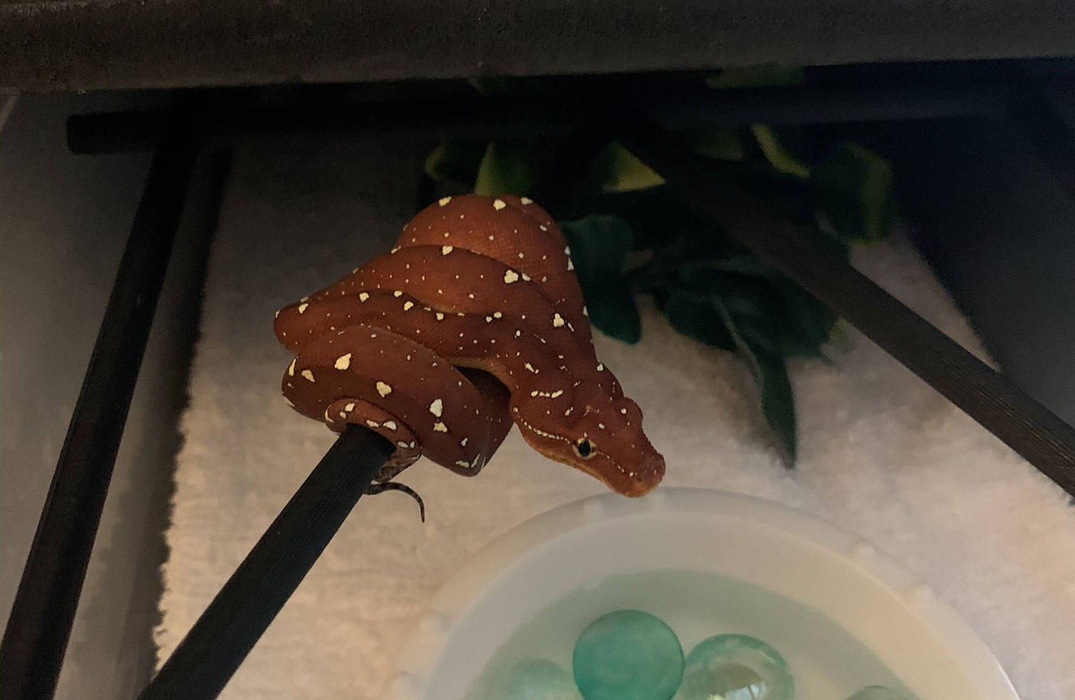 Baby's food face