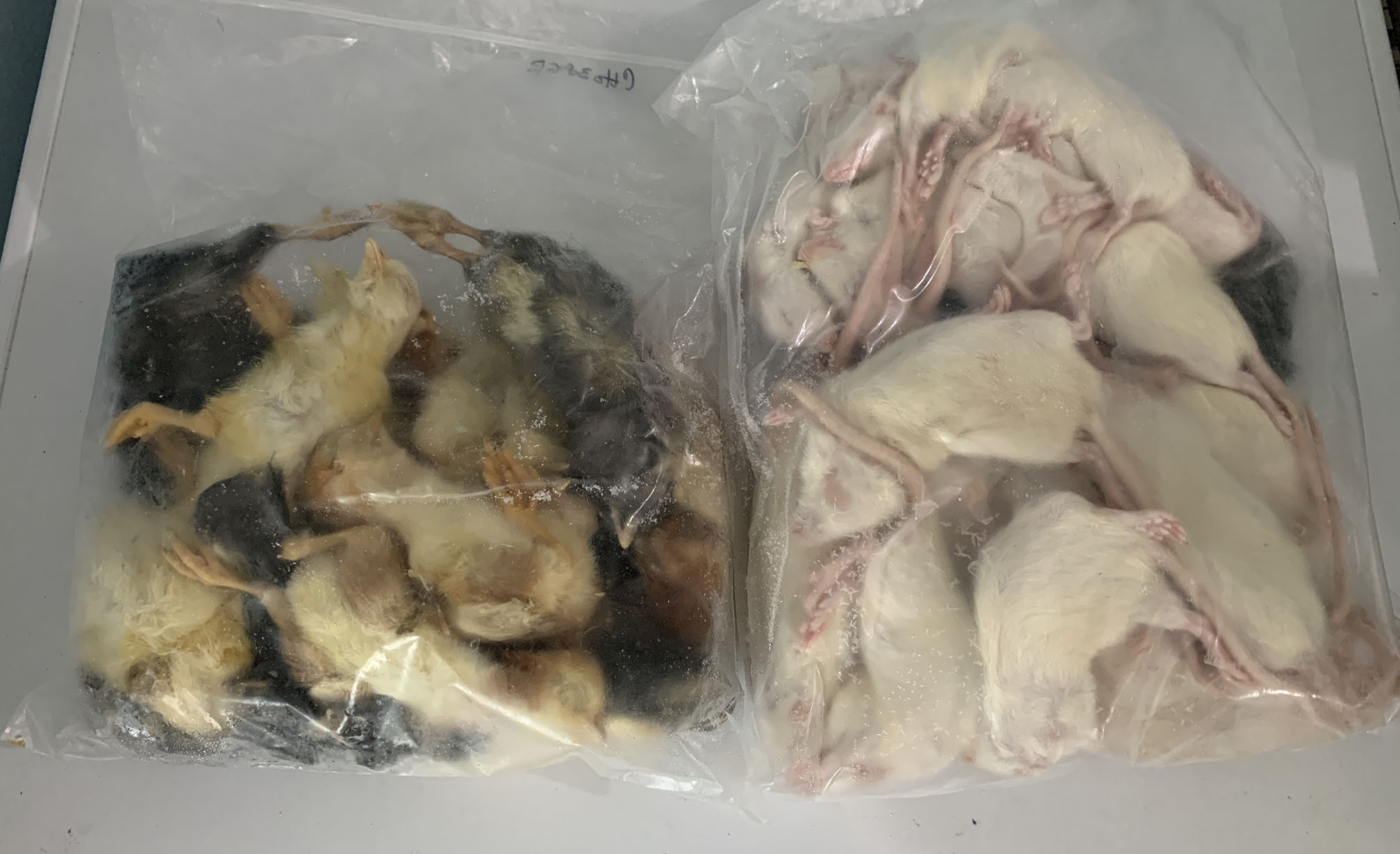 Frozen food- small rats and day-old chicks