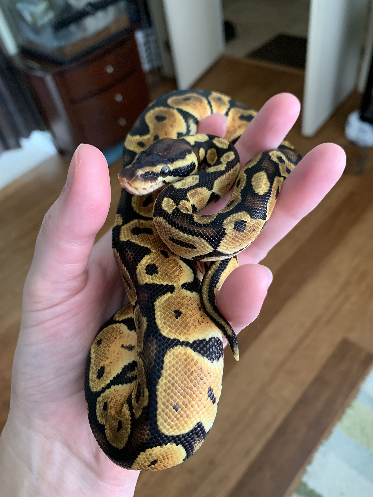 Baby ball python