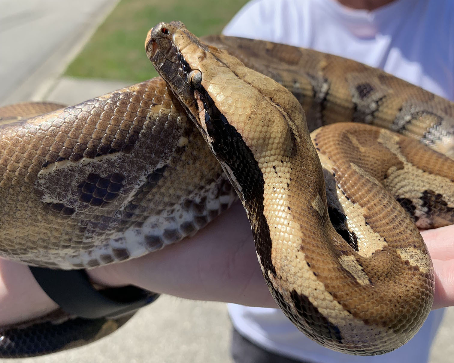 Baatzelmoth the blood python