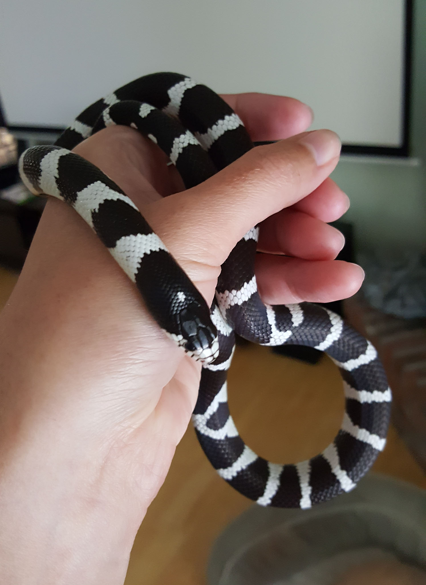 California kingsnake