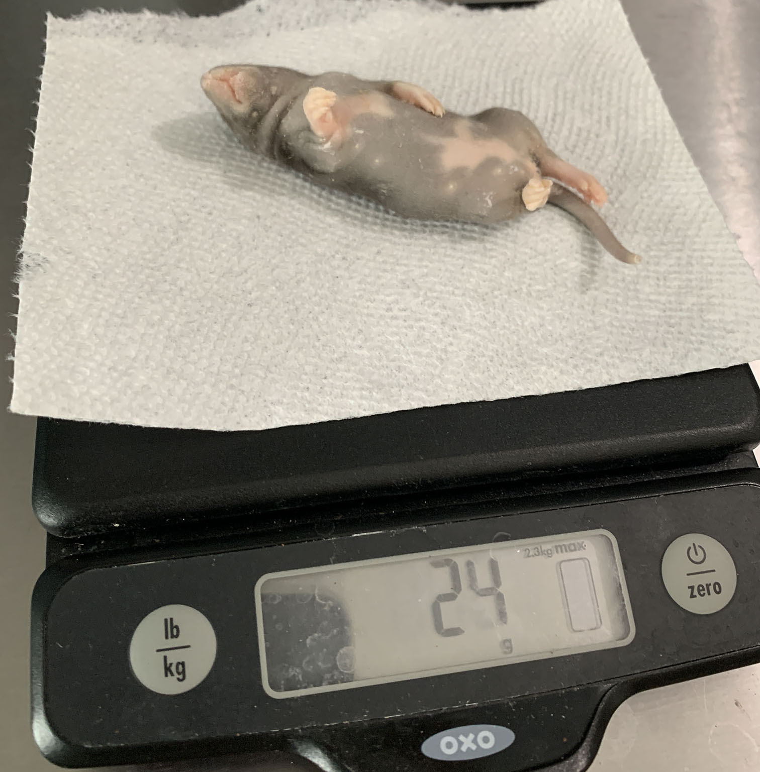 Rat pup on a scale