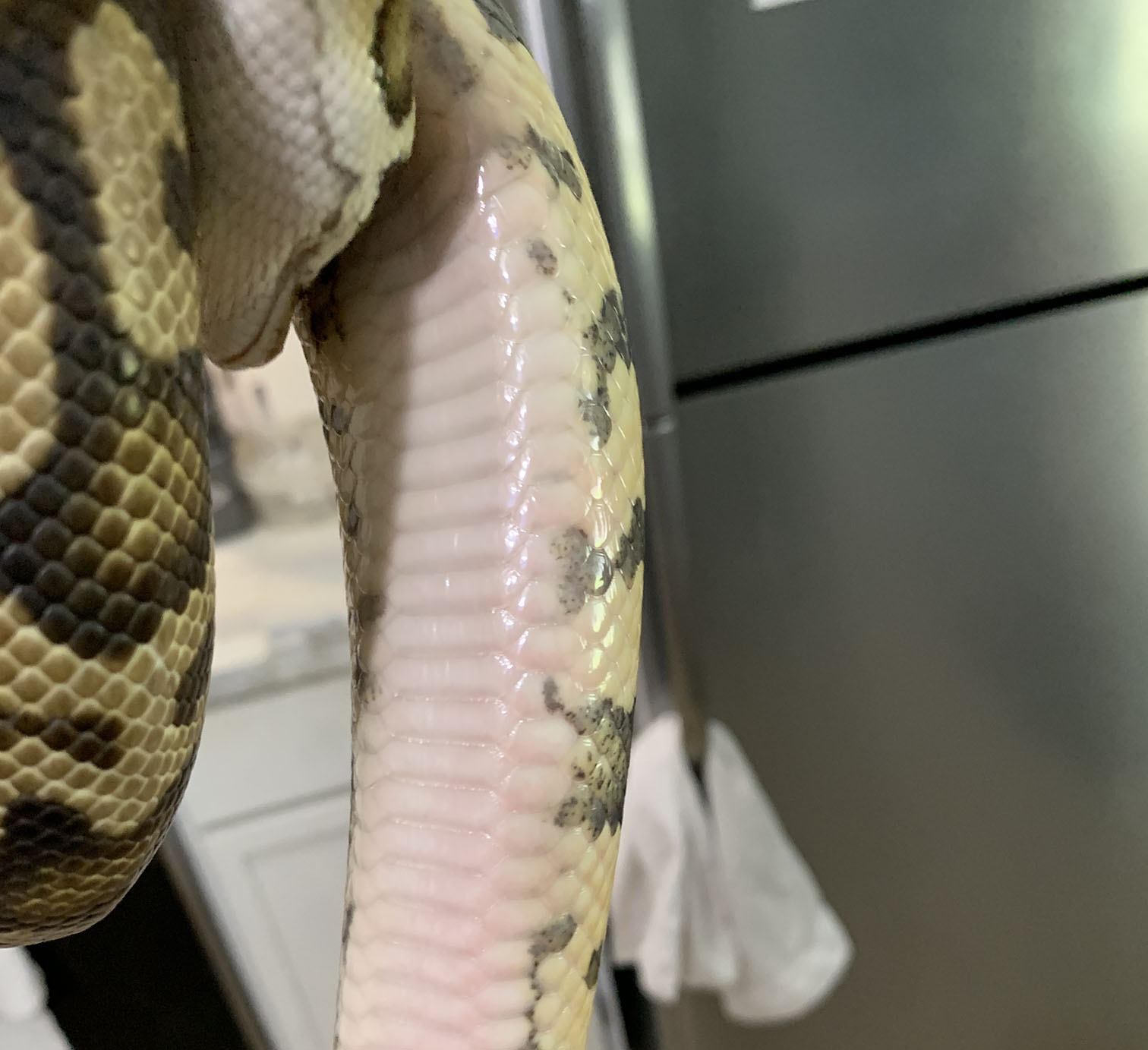Felix in pre-shed