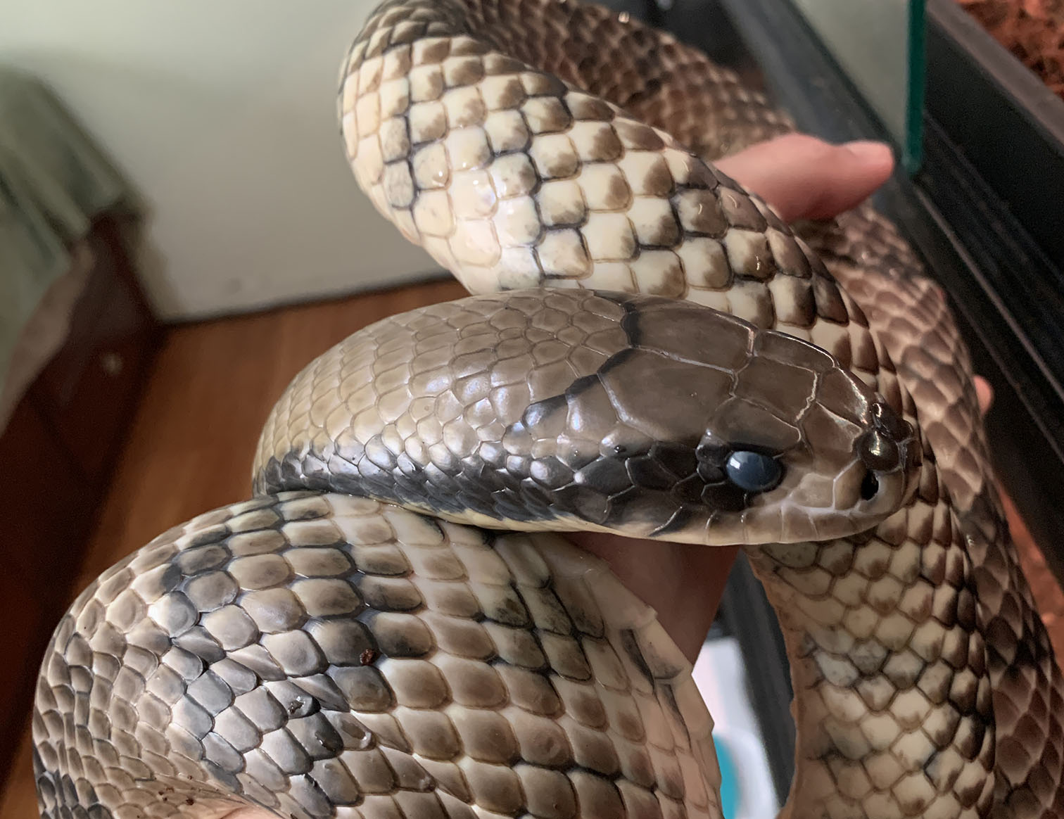 Griffin in shed