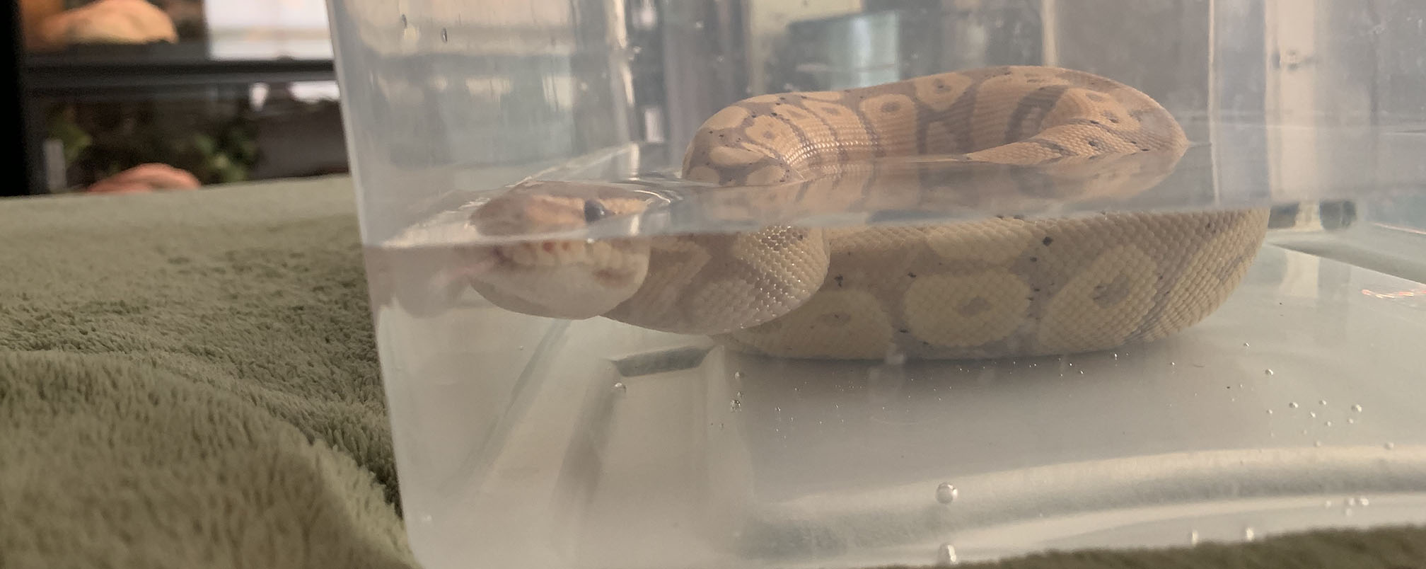 Rudy soaking