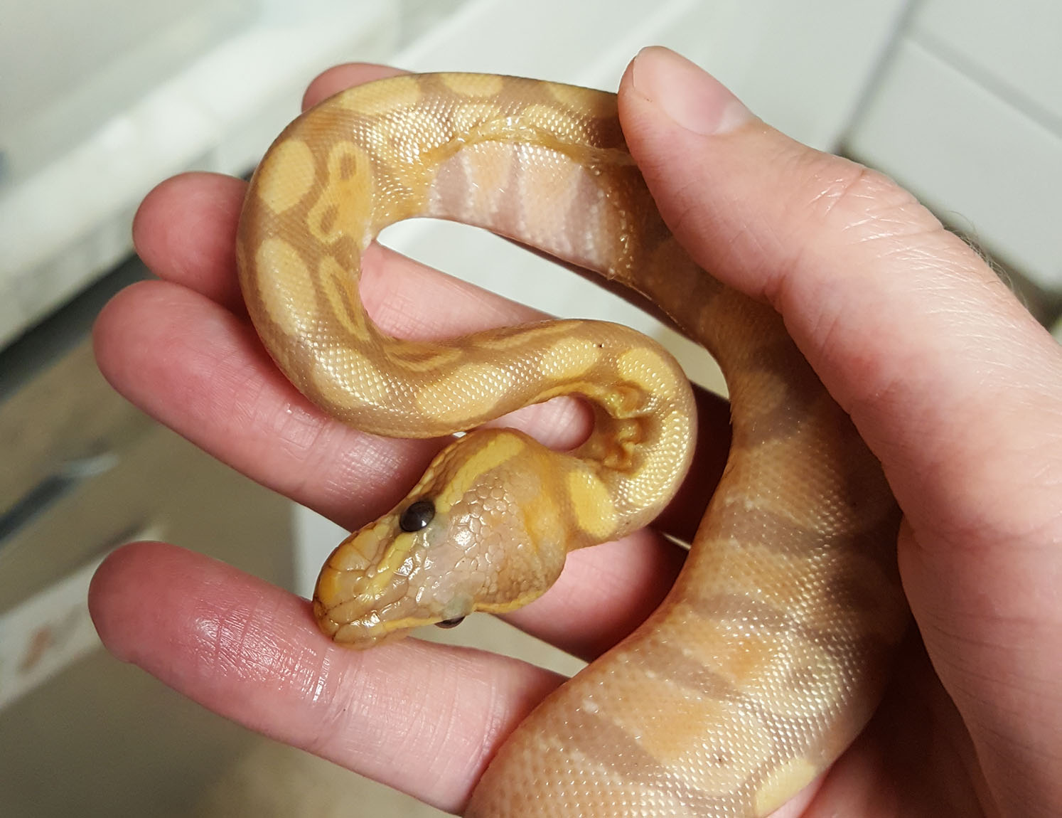 Rudy's intro- stuck shed