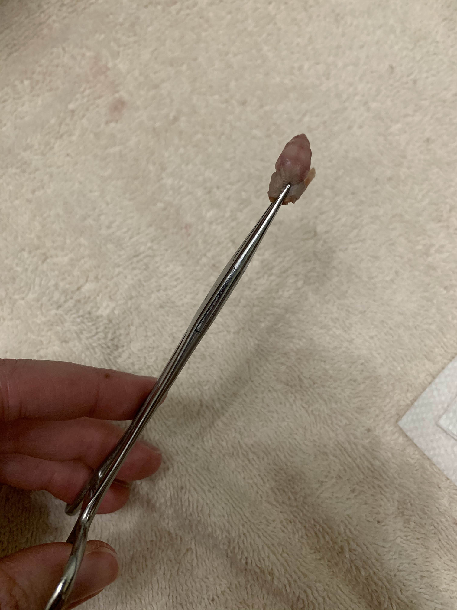 Mouse head on tongs