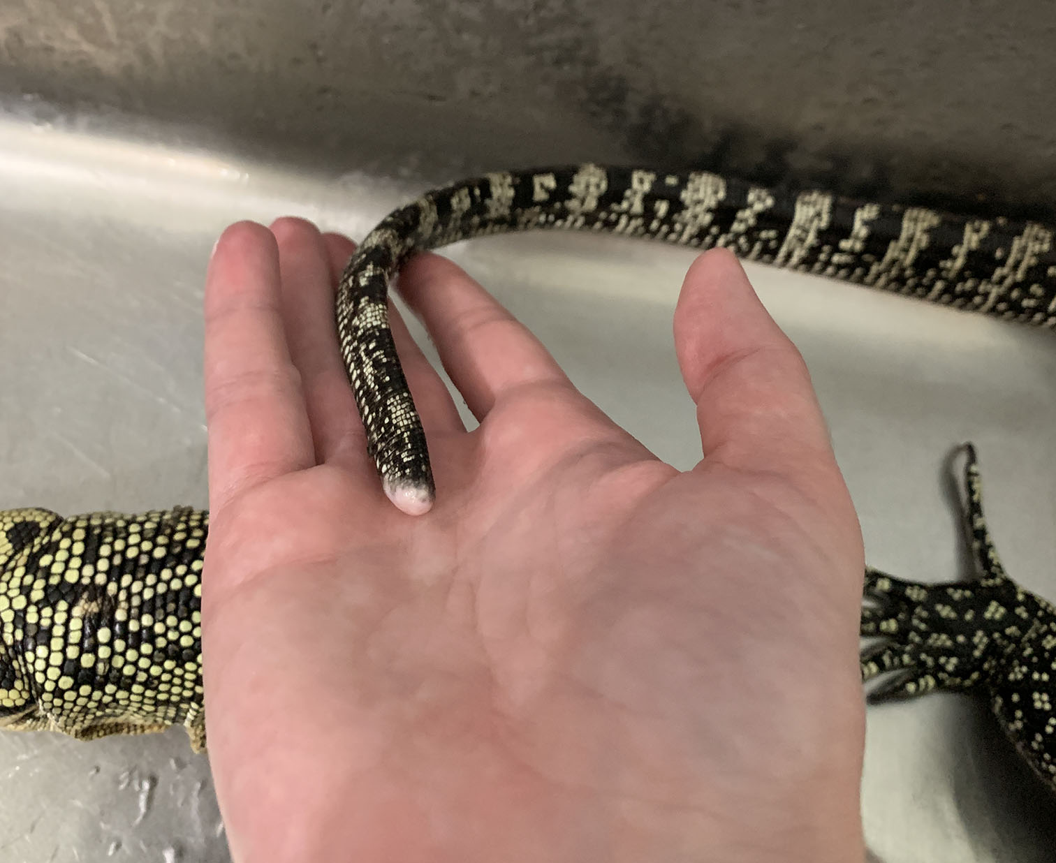 WaffleTailClose2