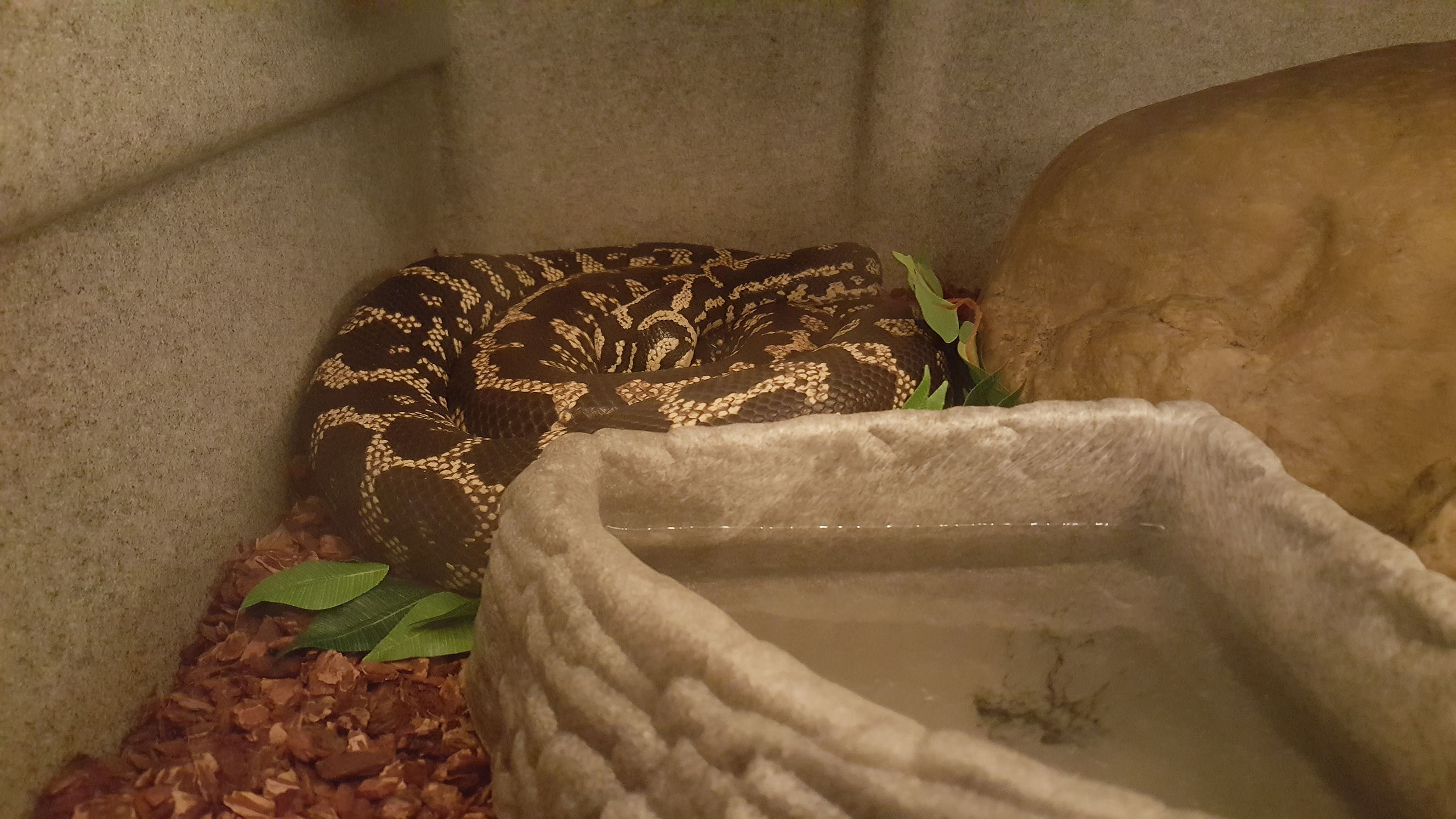 Lucy curled up