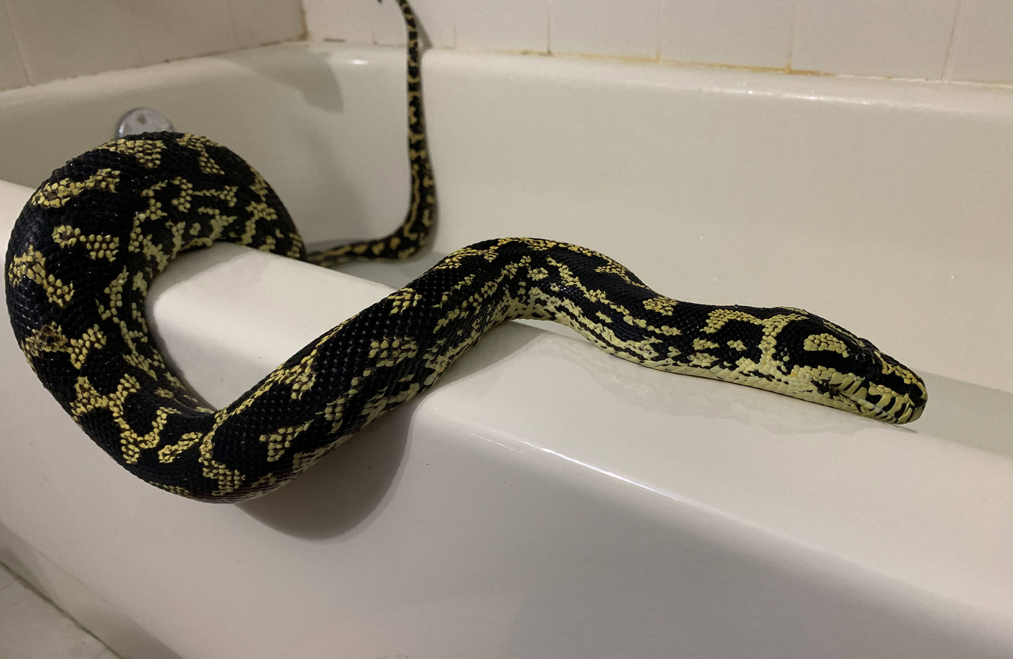 Lucy in the tub
