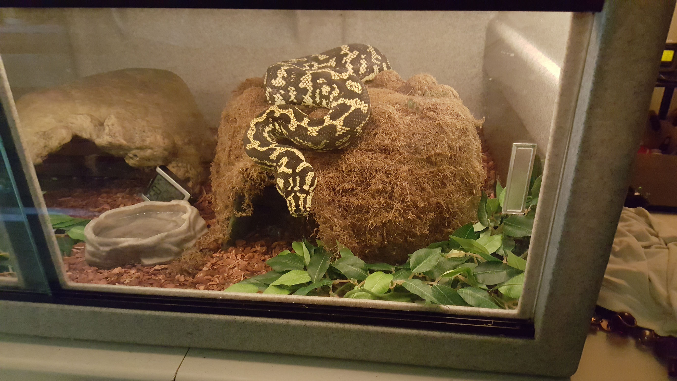 Lucy's food perch