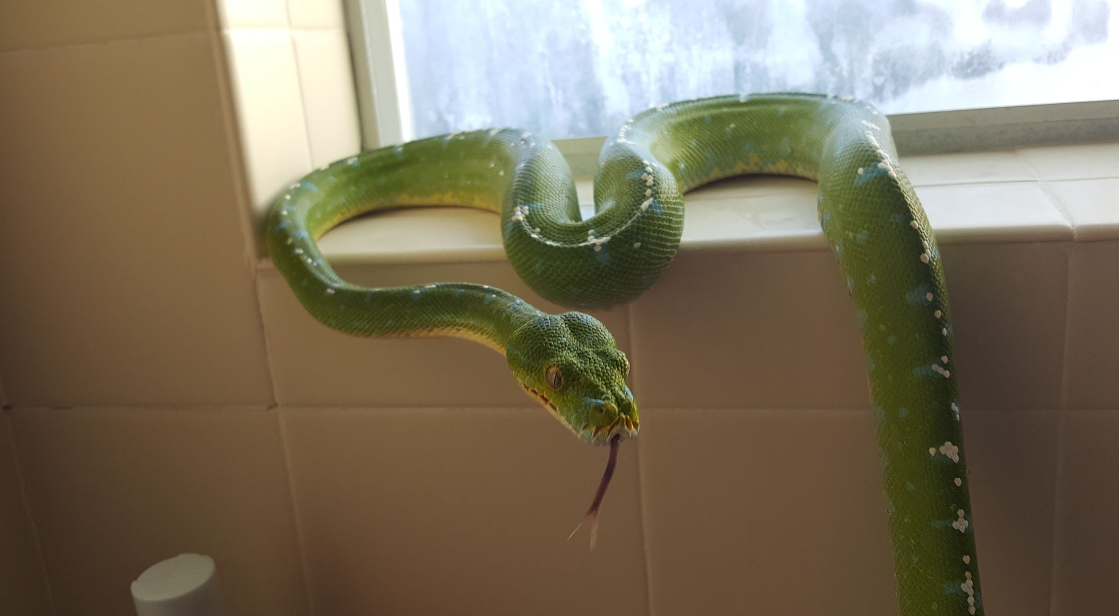 Mac in the shower