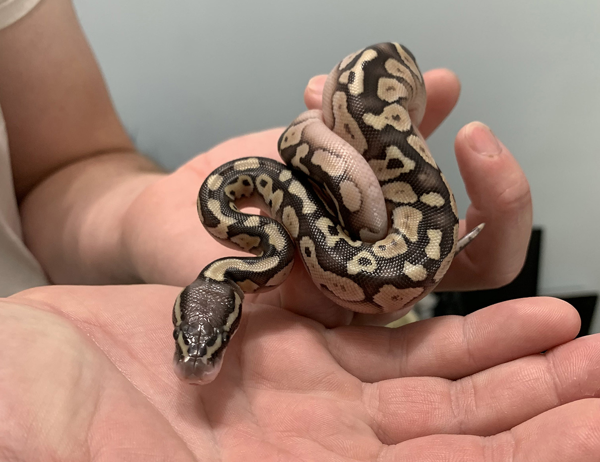 Apple, a baby from one of our clutches