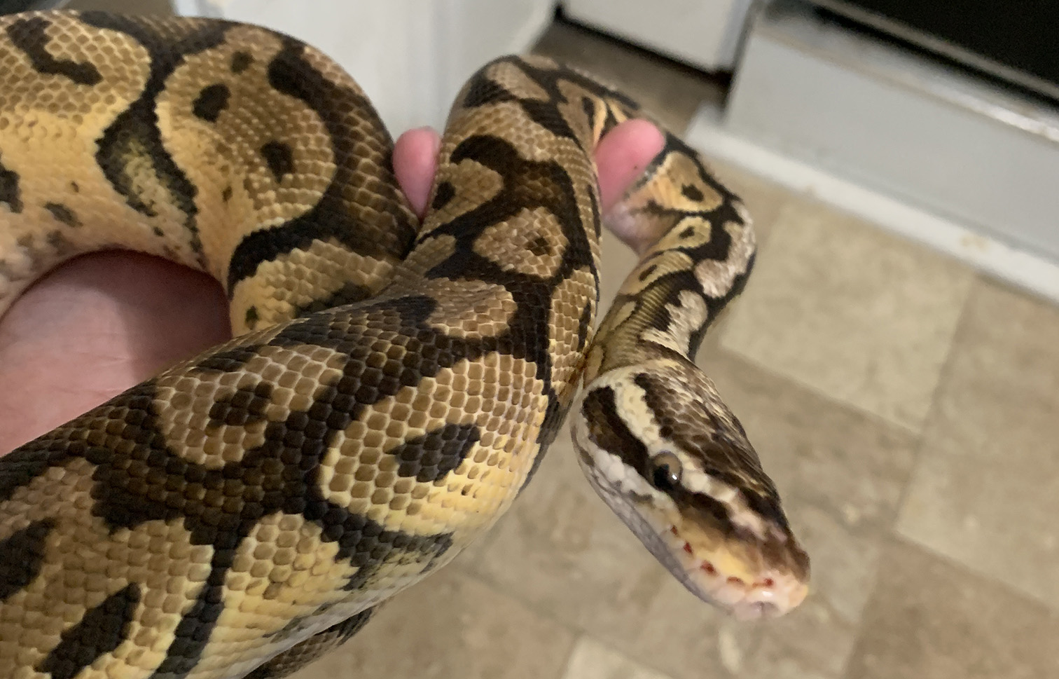 Felix being handsome