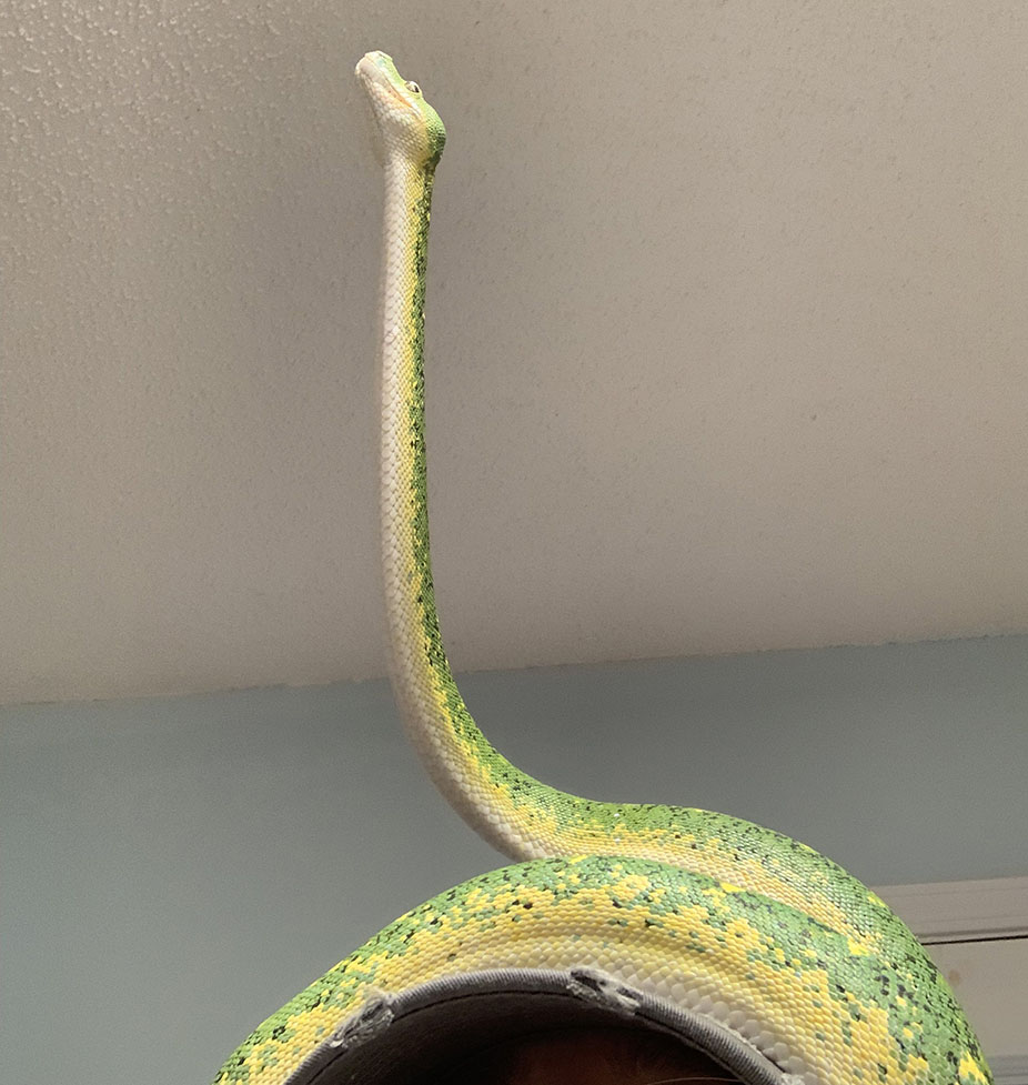 Jasper doing a scope