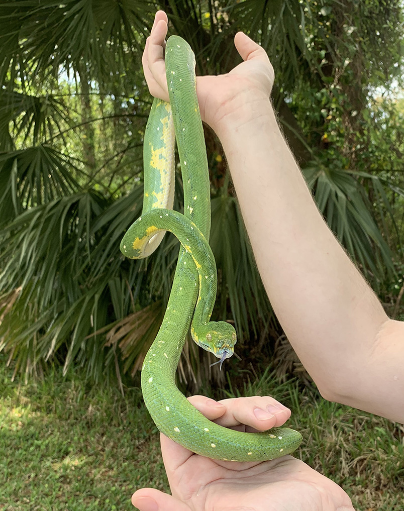 Pandora outside