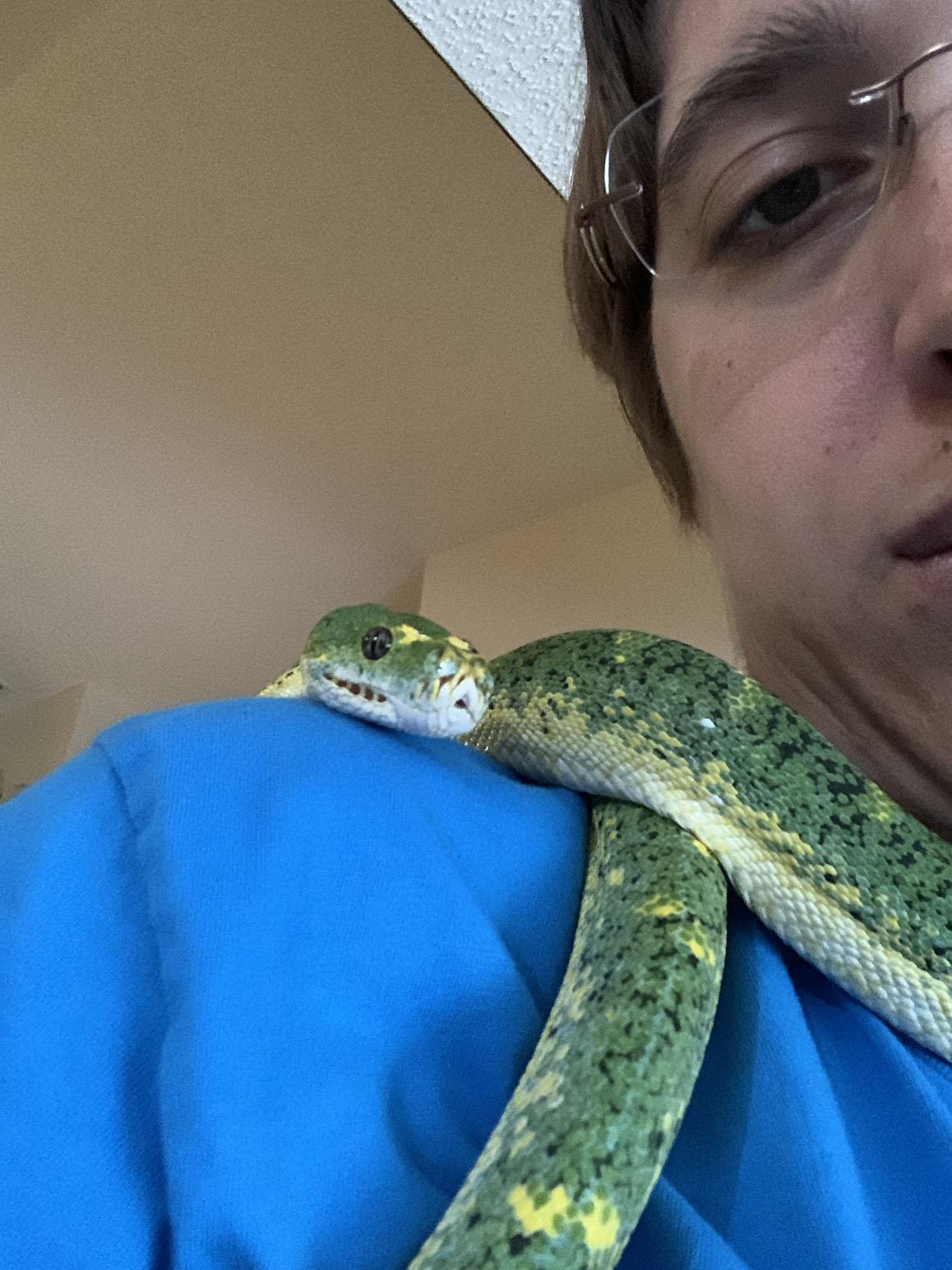 Jasper the shoulder snek