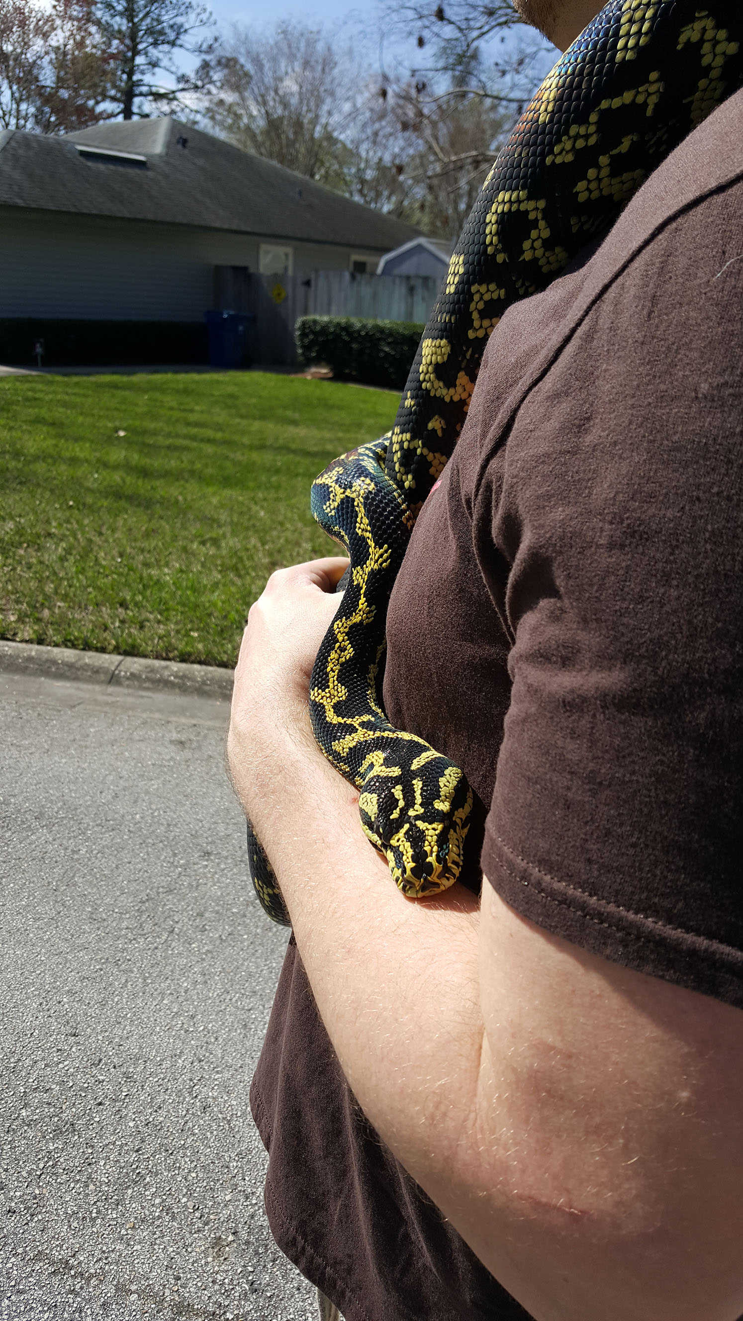 Lucy, gentle noodle
