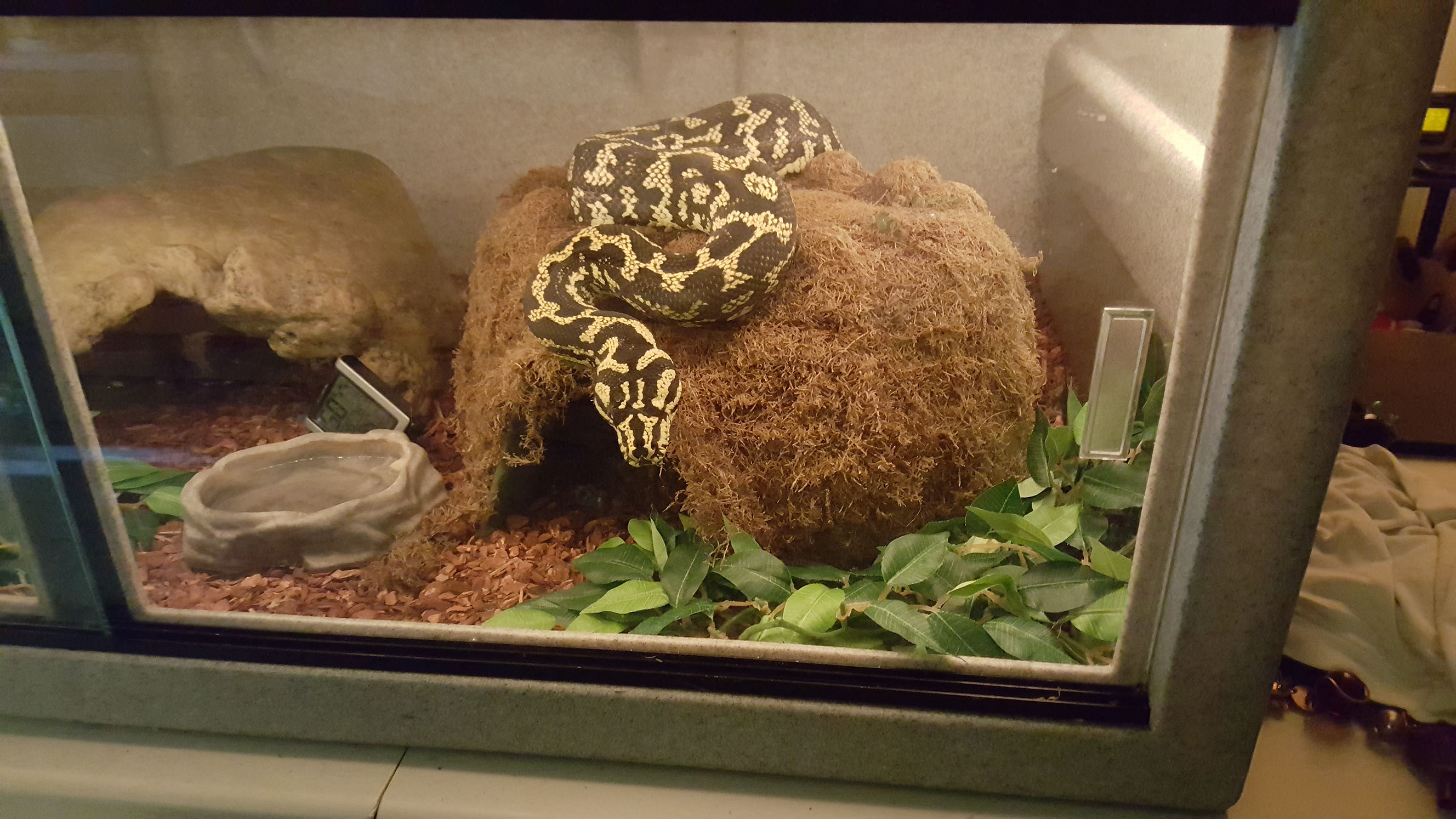 Lucy waiting for food