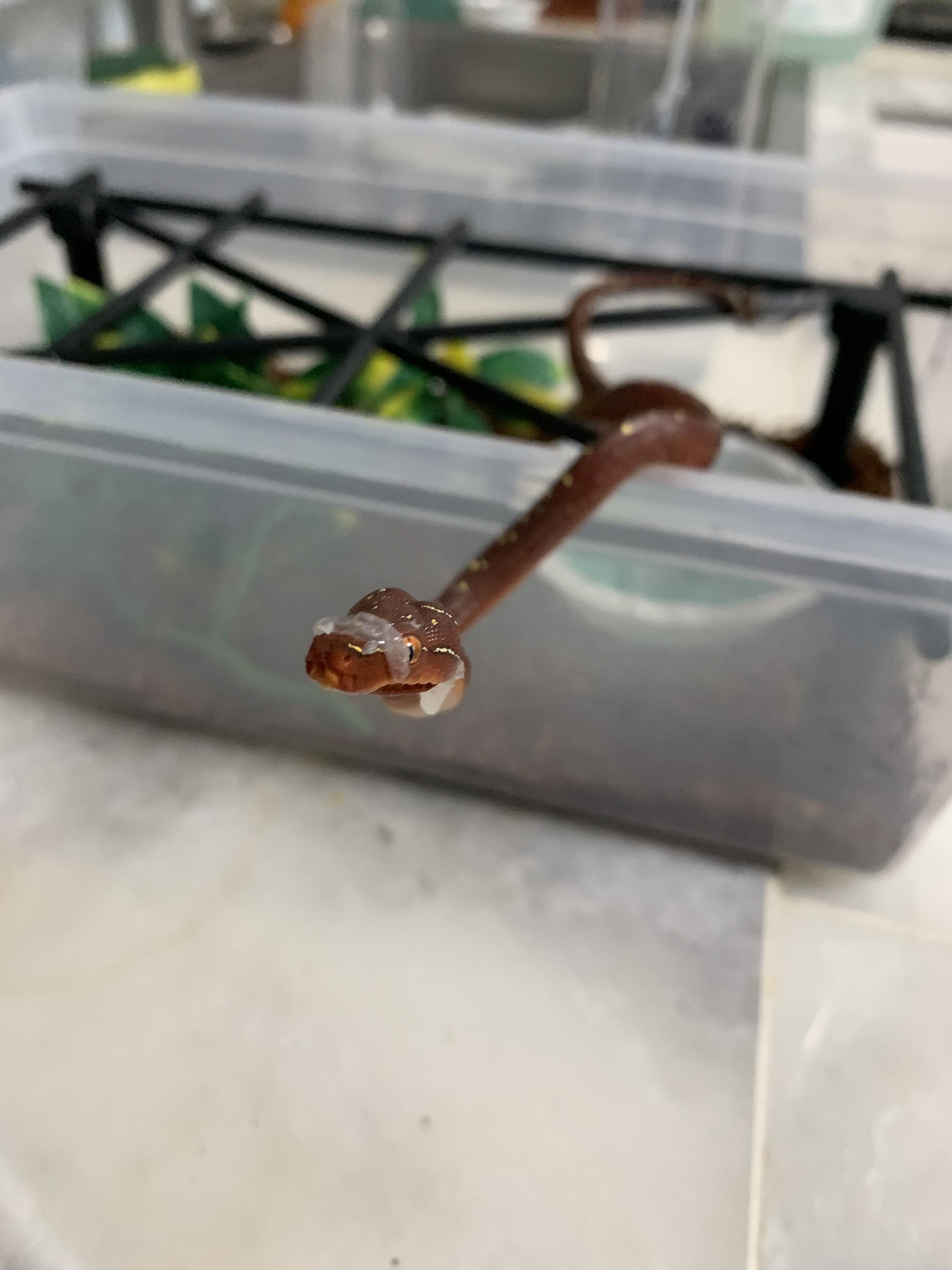 Ekans starting to shed