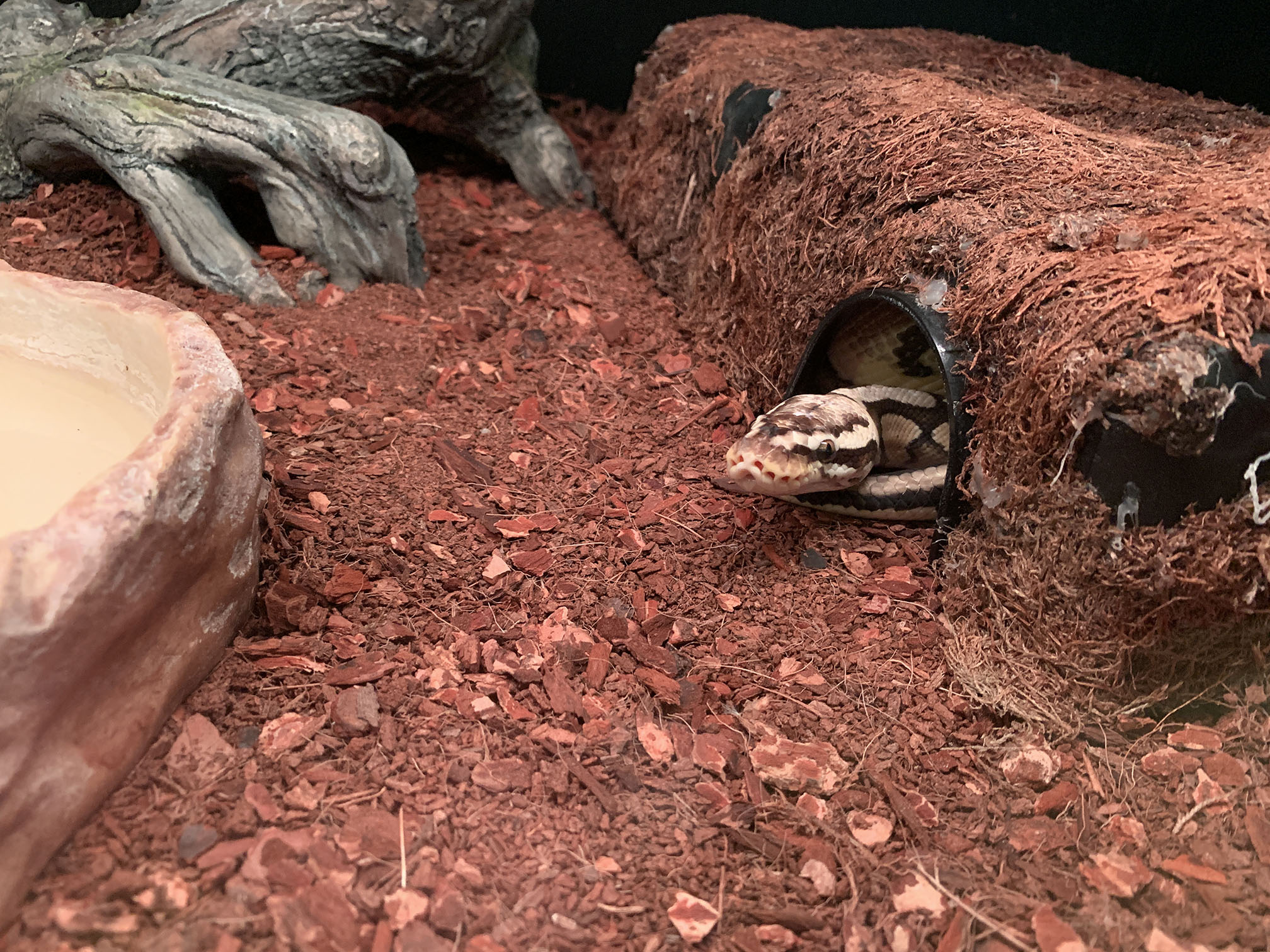 Felix's substrate