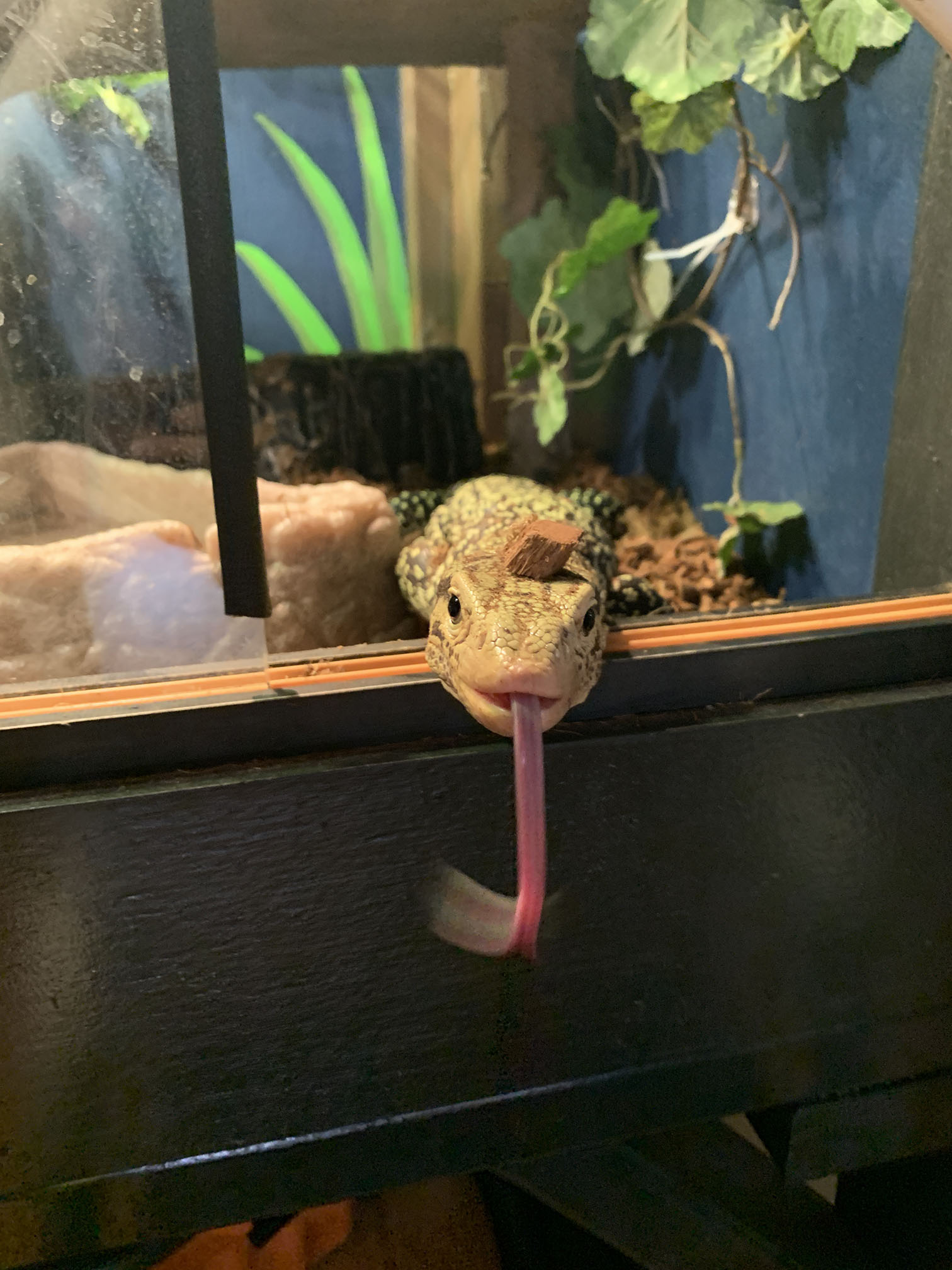 Falafel with reptichip