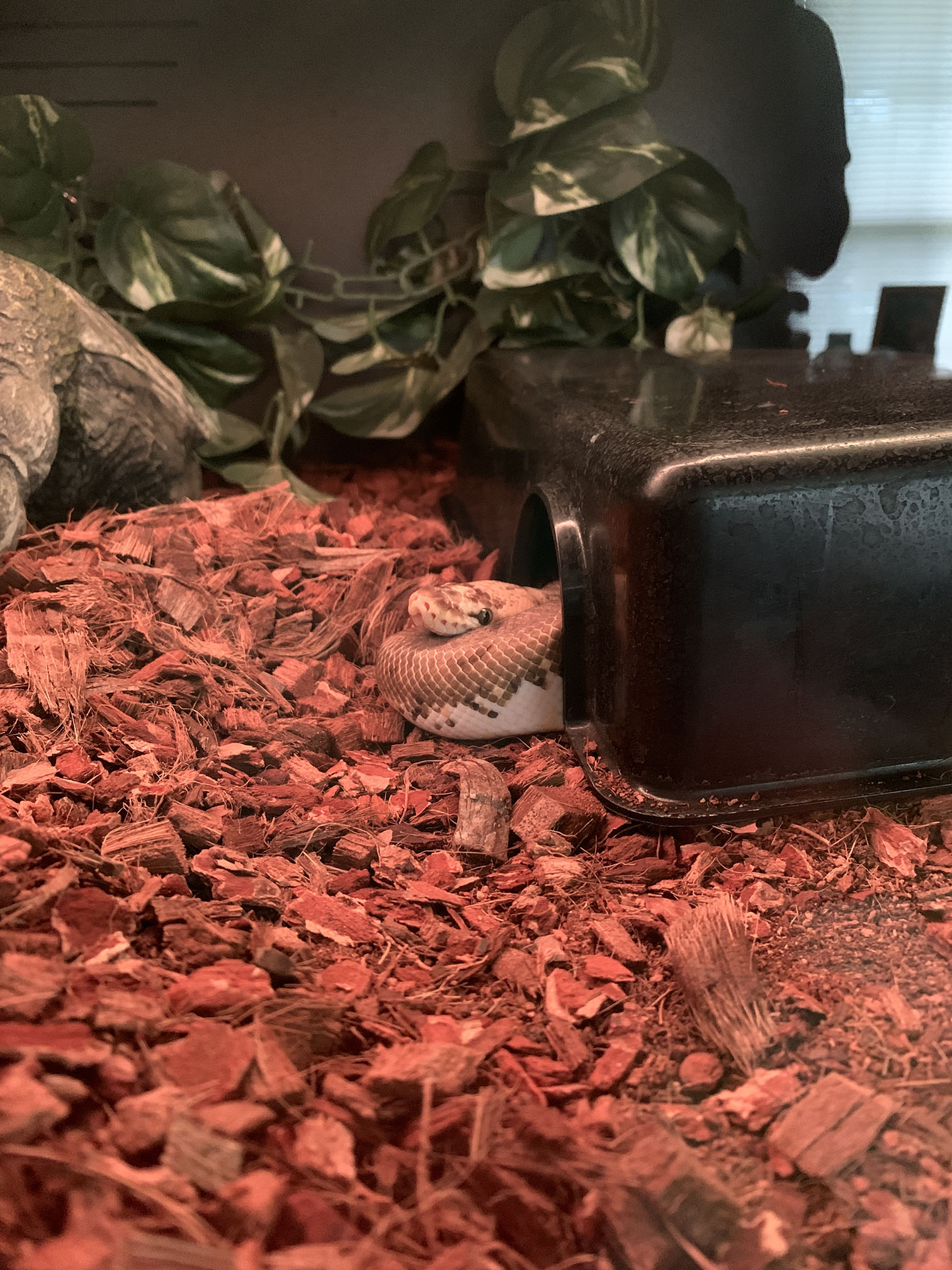 Zoey substrate