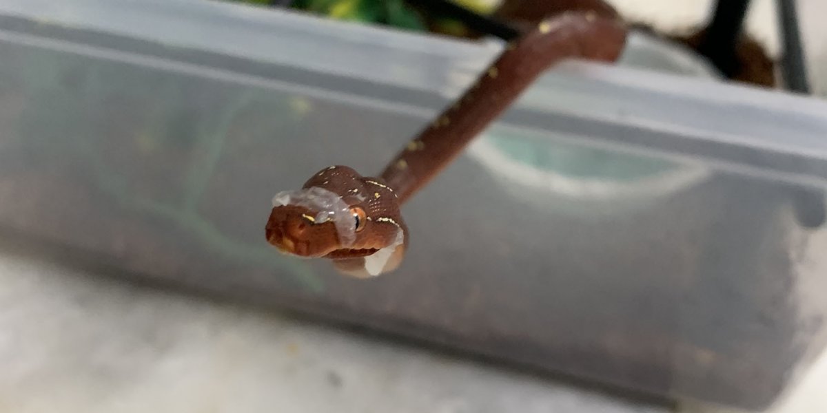 Ekans starting to shed