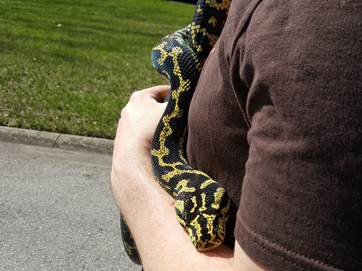 Lucy, gentle noodle