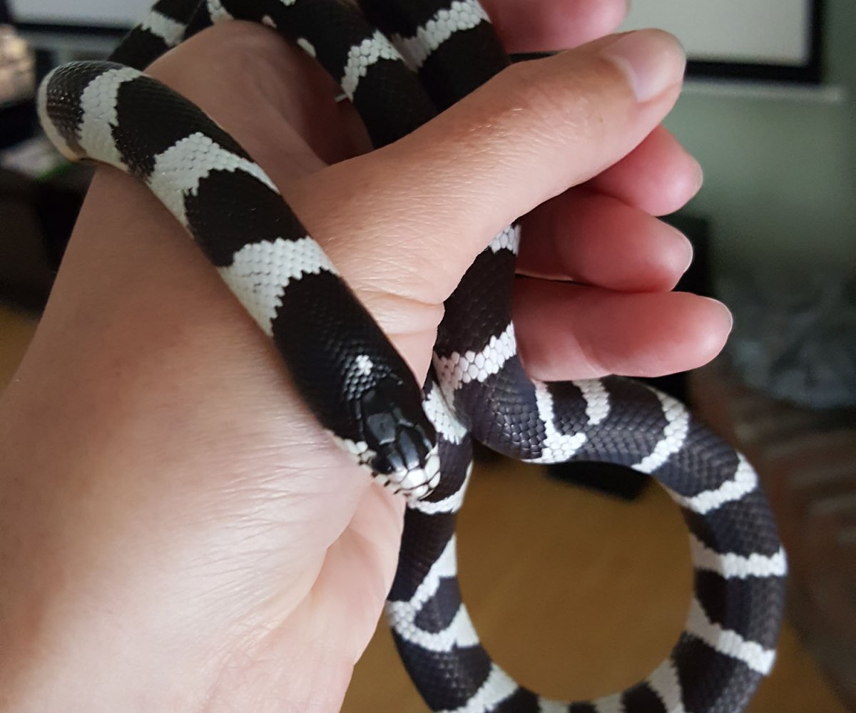 California kingsnake