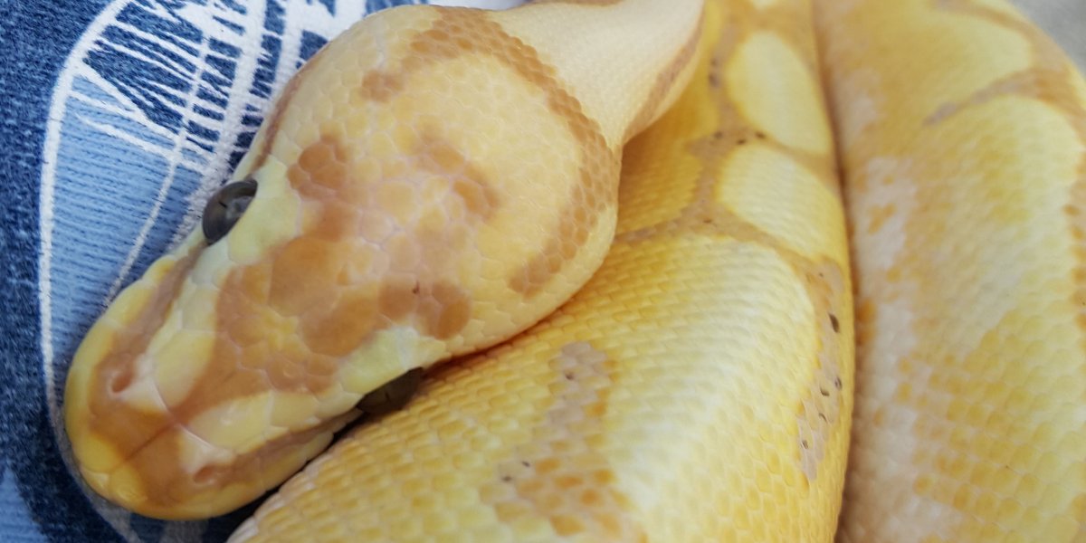 TrufflesCurl