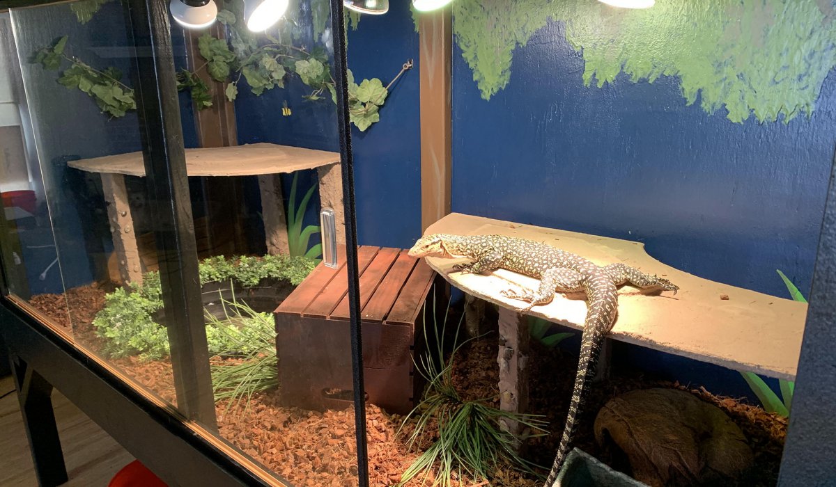 Falafel's adult enclosure