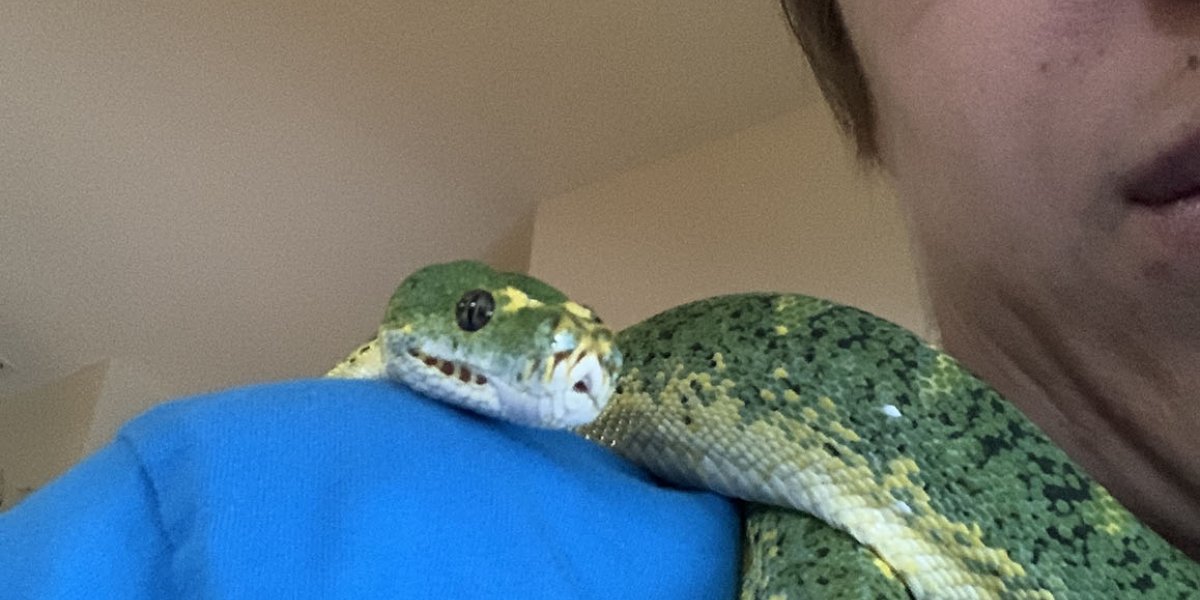 Jasper the shoulder snek
