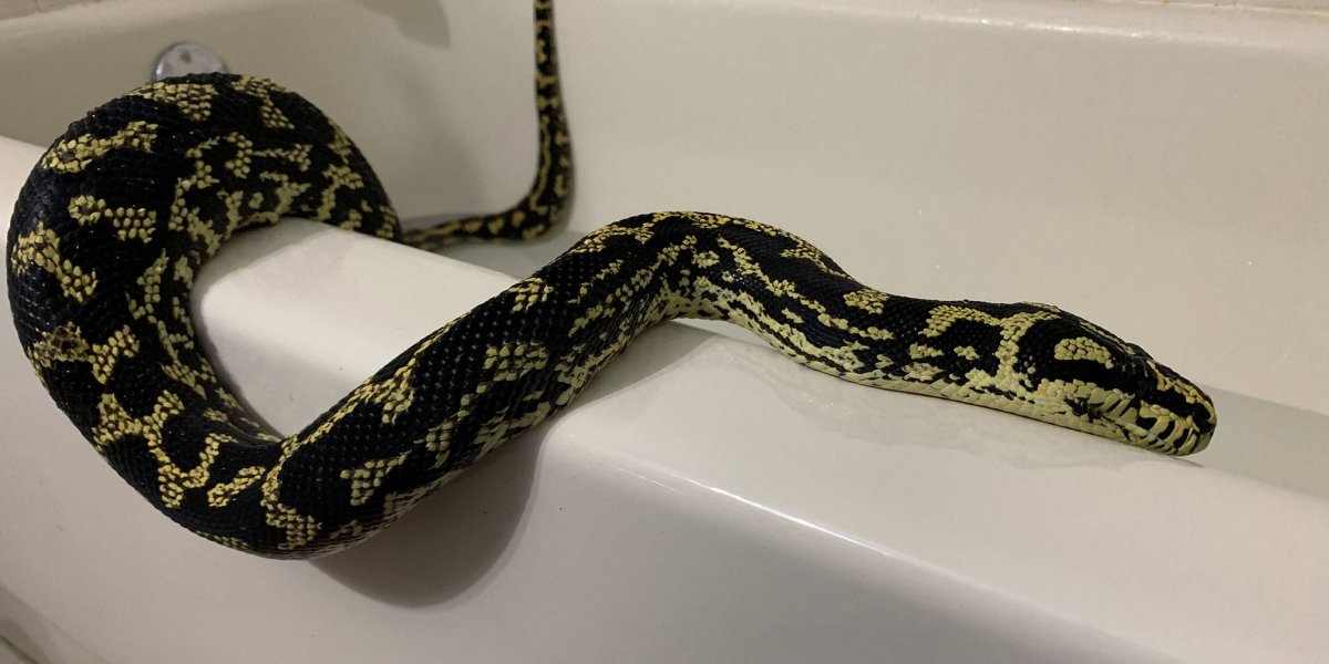 Lucy in the tub